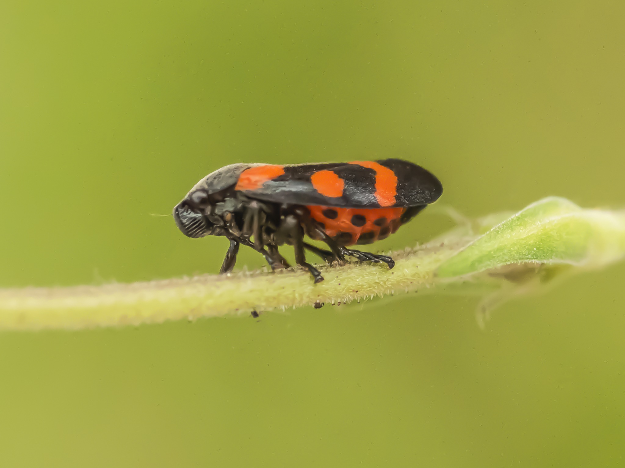 Cercopis sanguinolenta