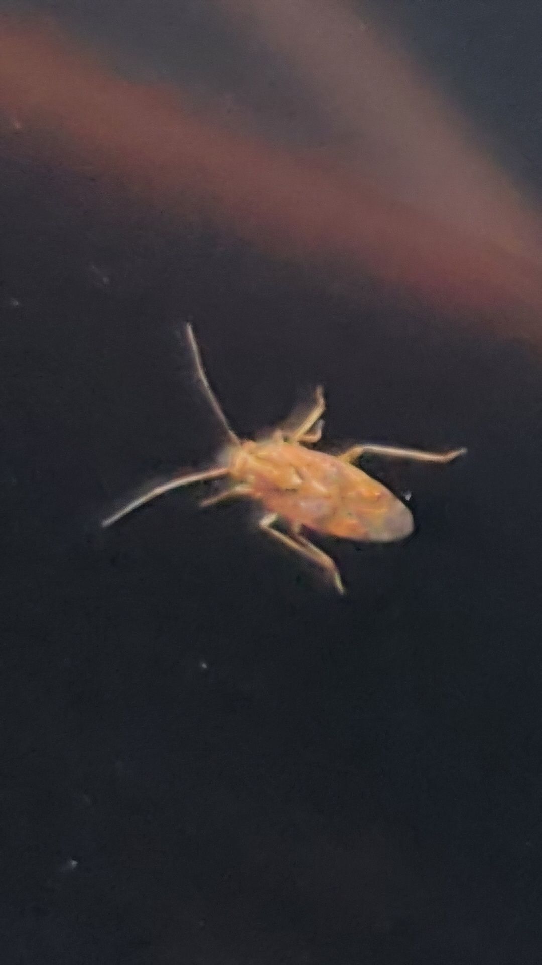 Tinginotum perlatum