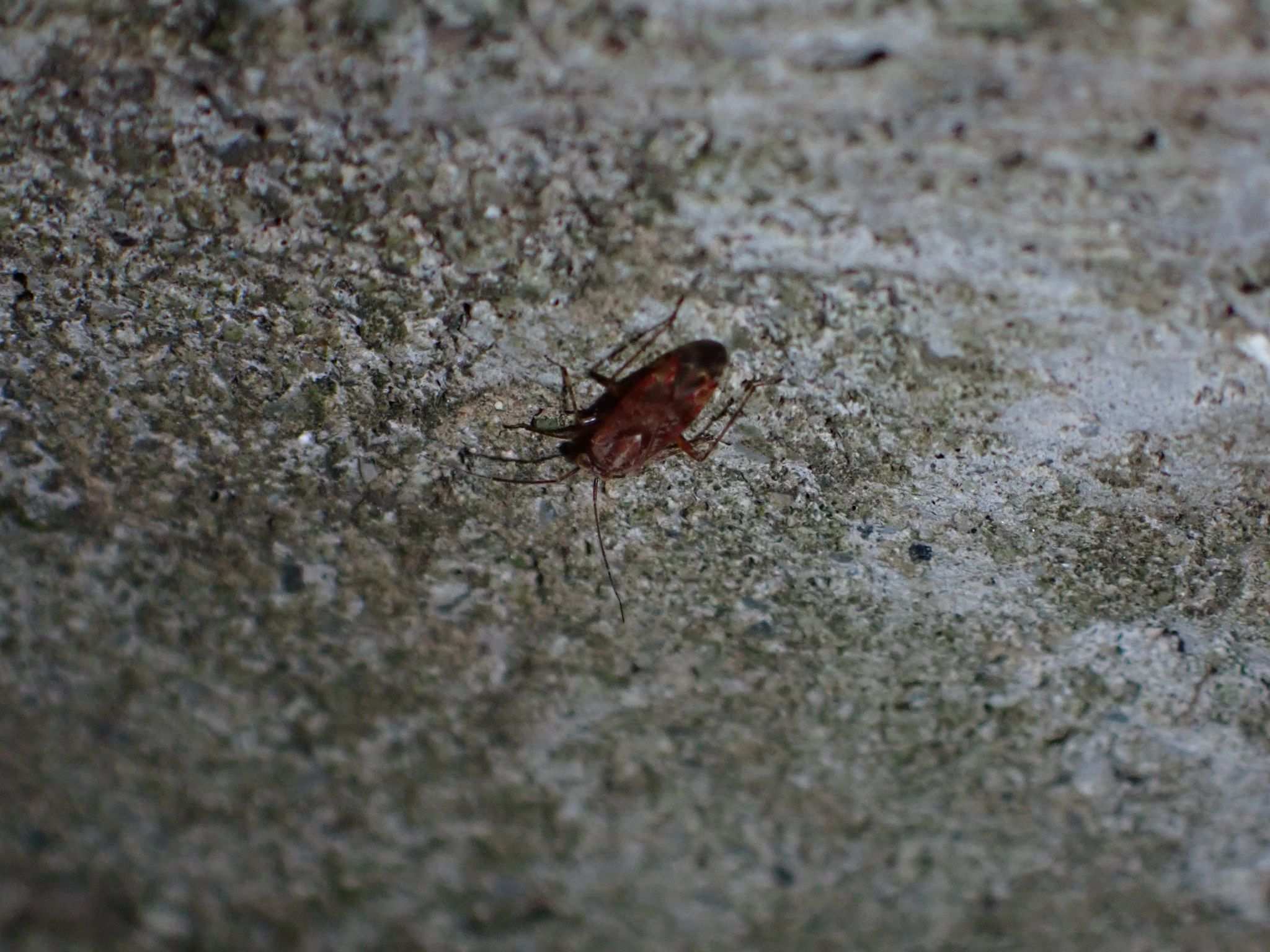 Tinginotum perlatum