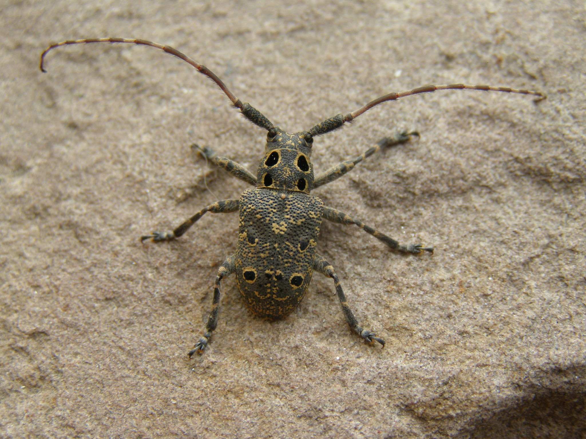 Mesosa curculionoides
