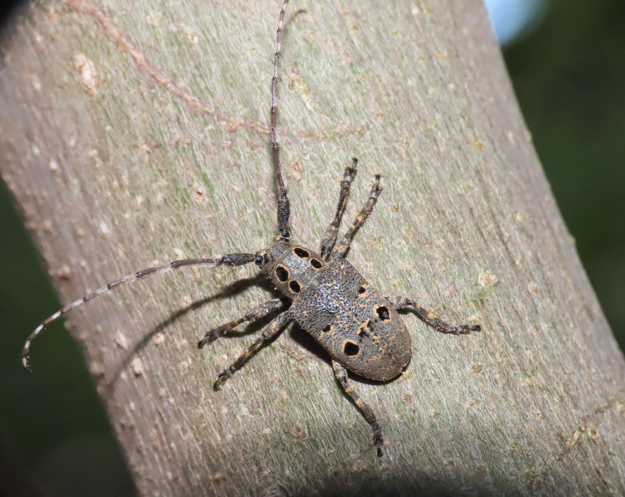 Mesosa curculionoides