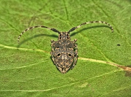 Mesosa curculionoides