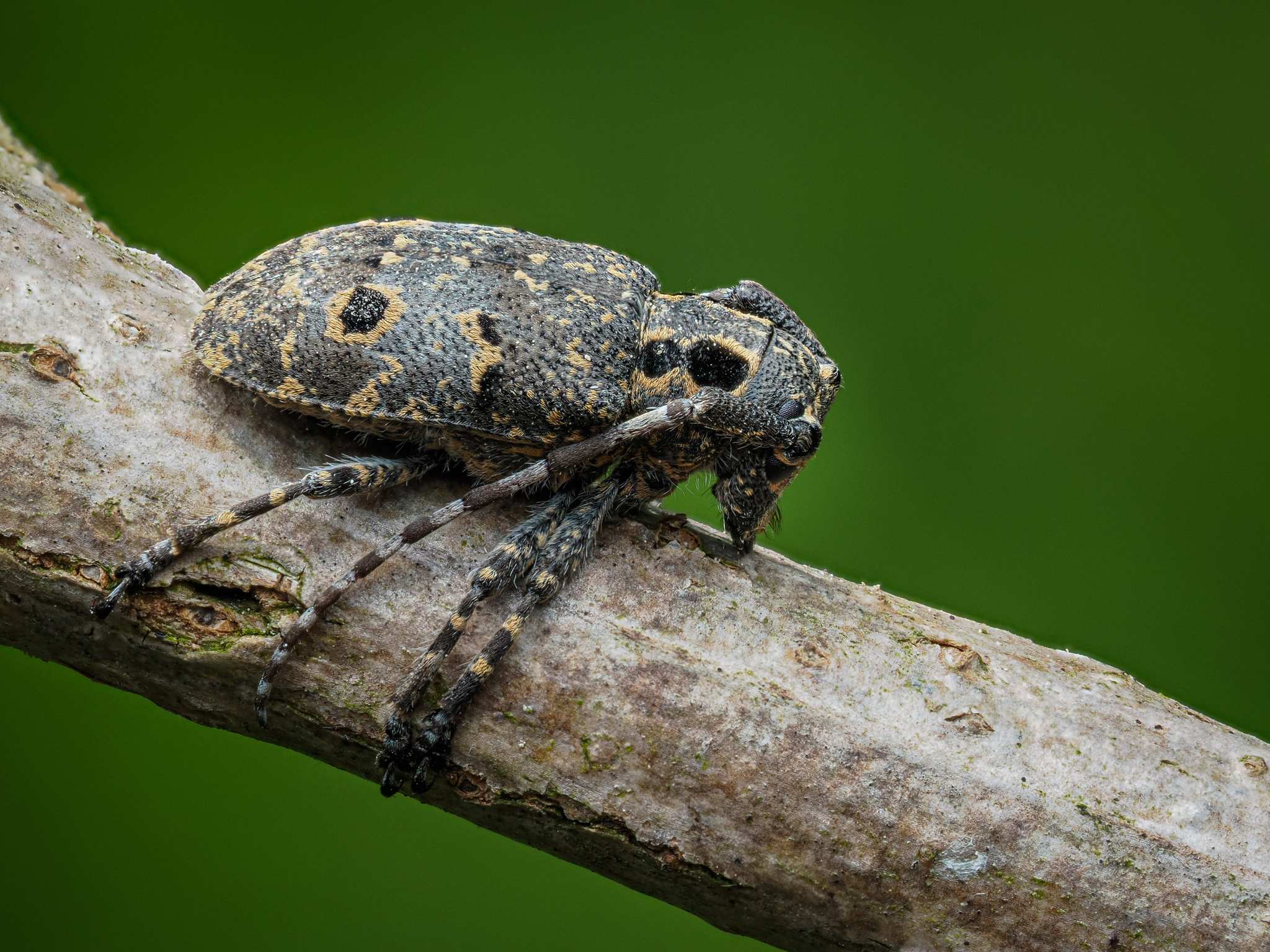 Mesosa curculionoides