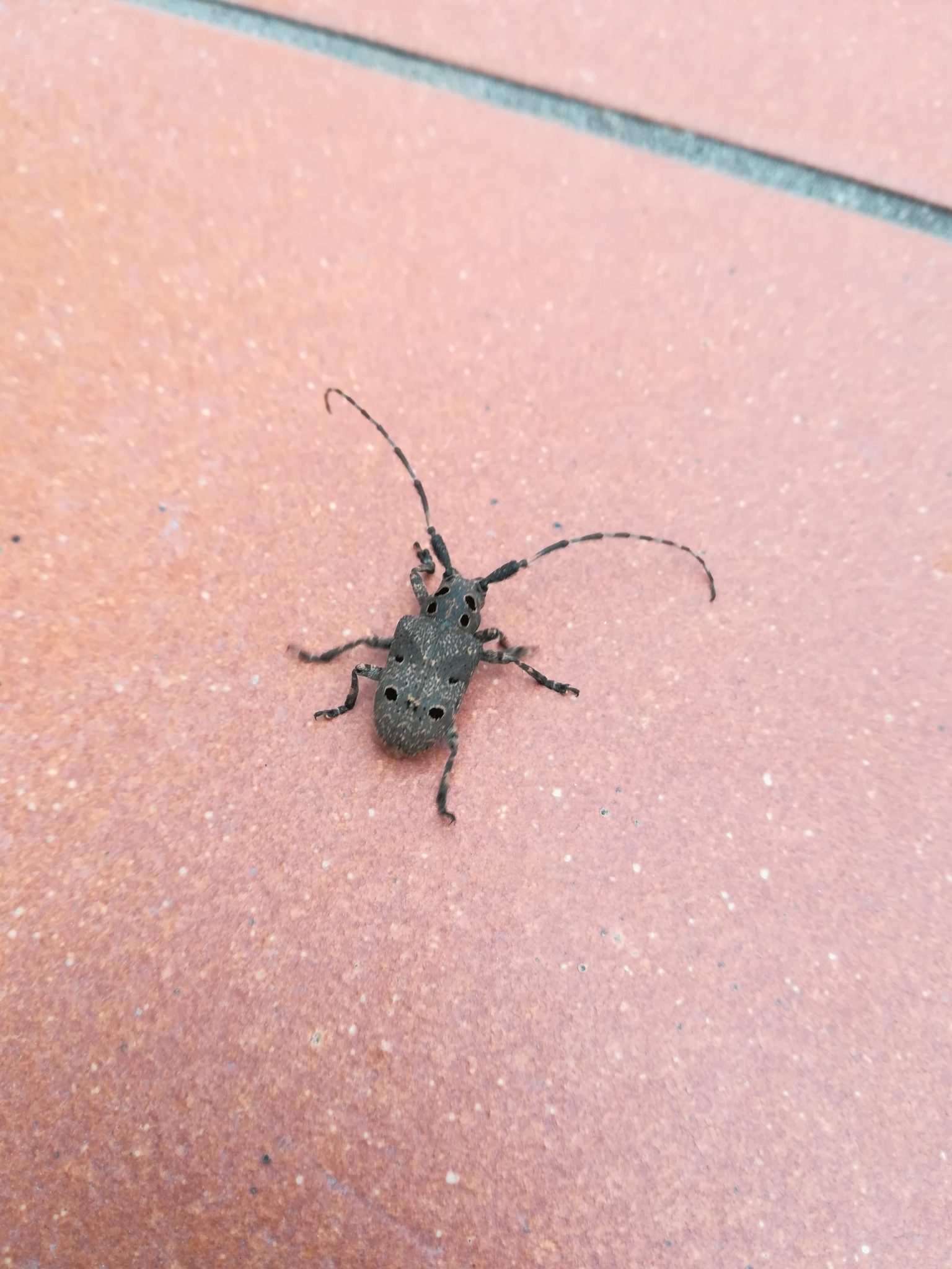 Mesosa curculionoides