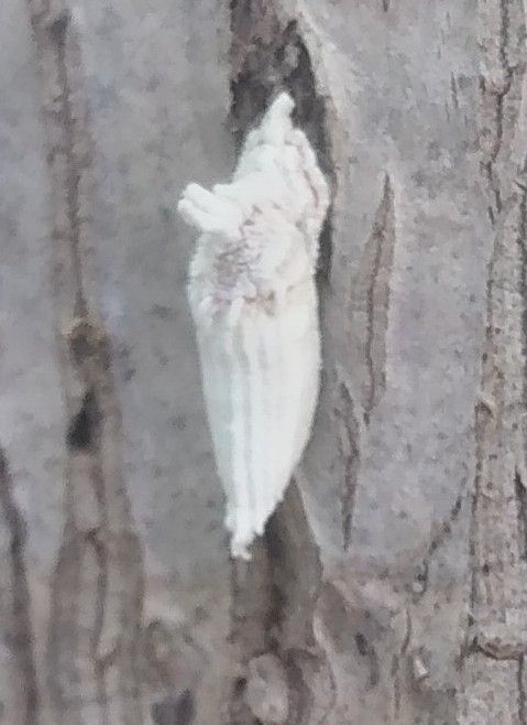 Crypticerya rosae