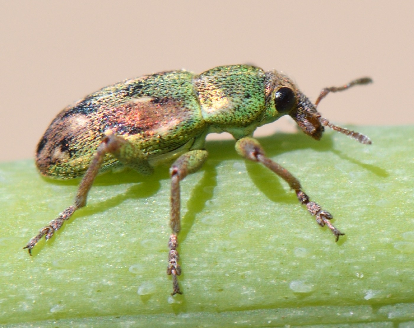 Coniatus