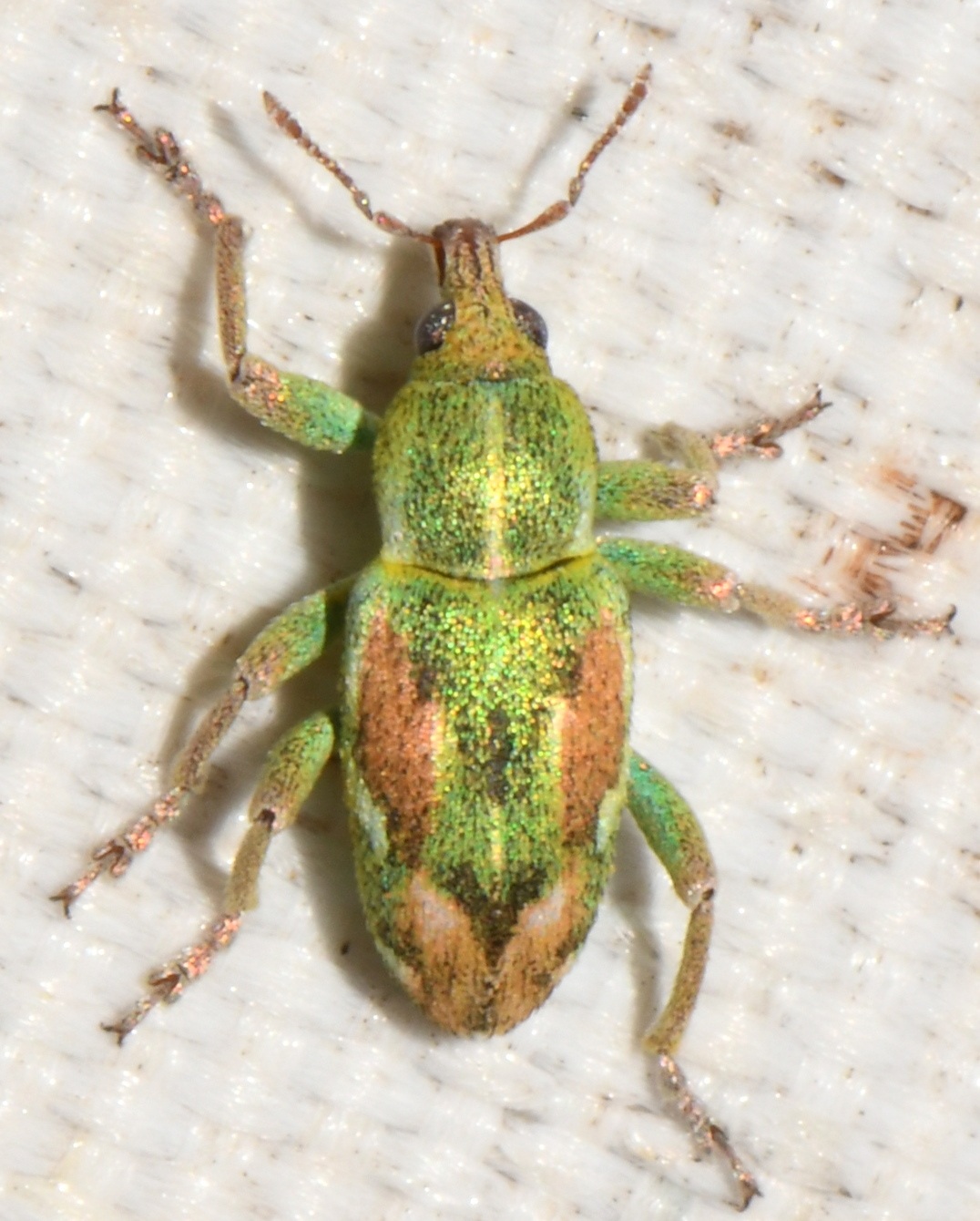 Coniatus
