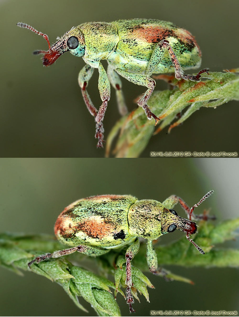Coniatus