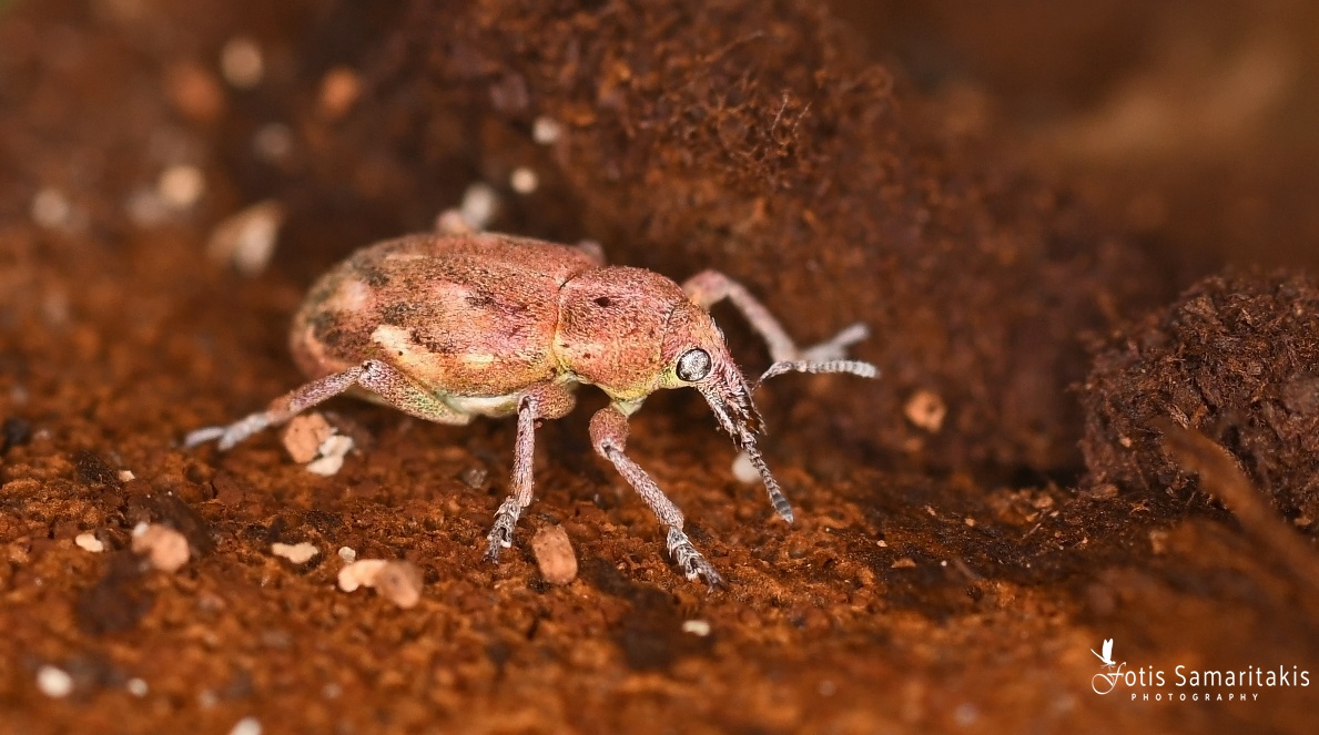 Coniatus