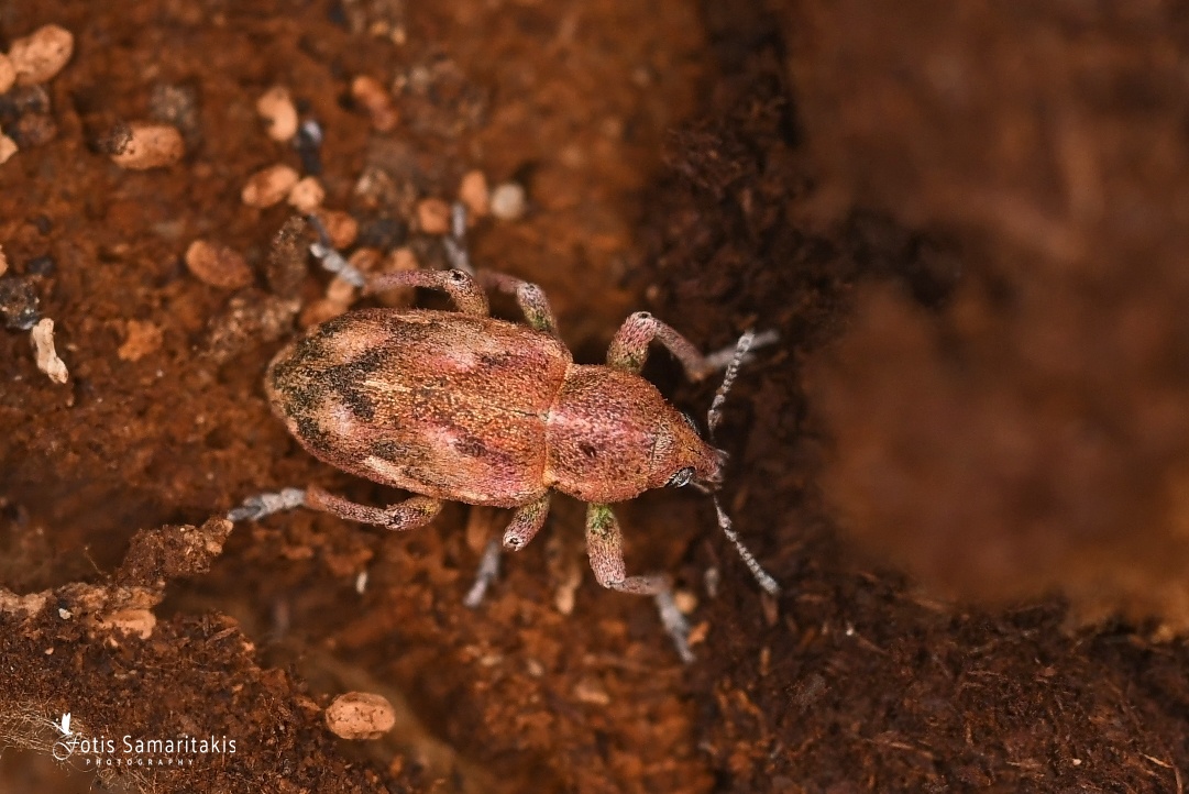 Coniatus