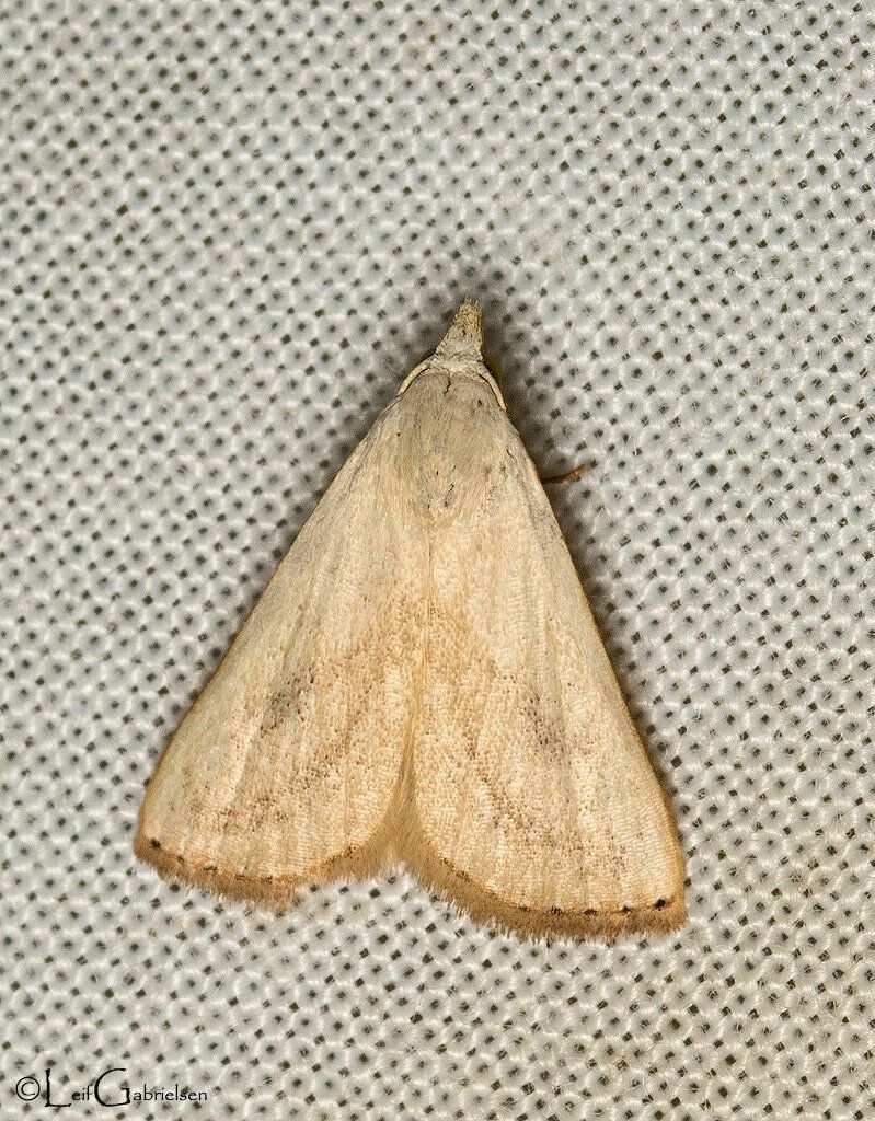 Rivula atimeta