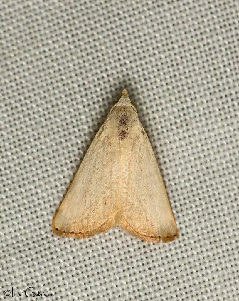 Rivula atimeta