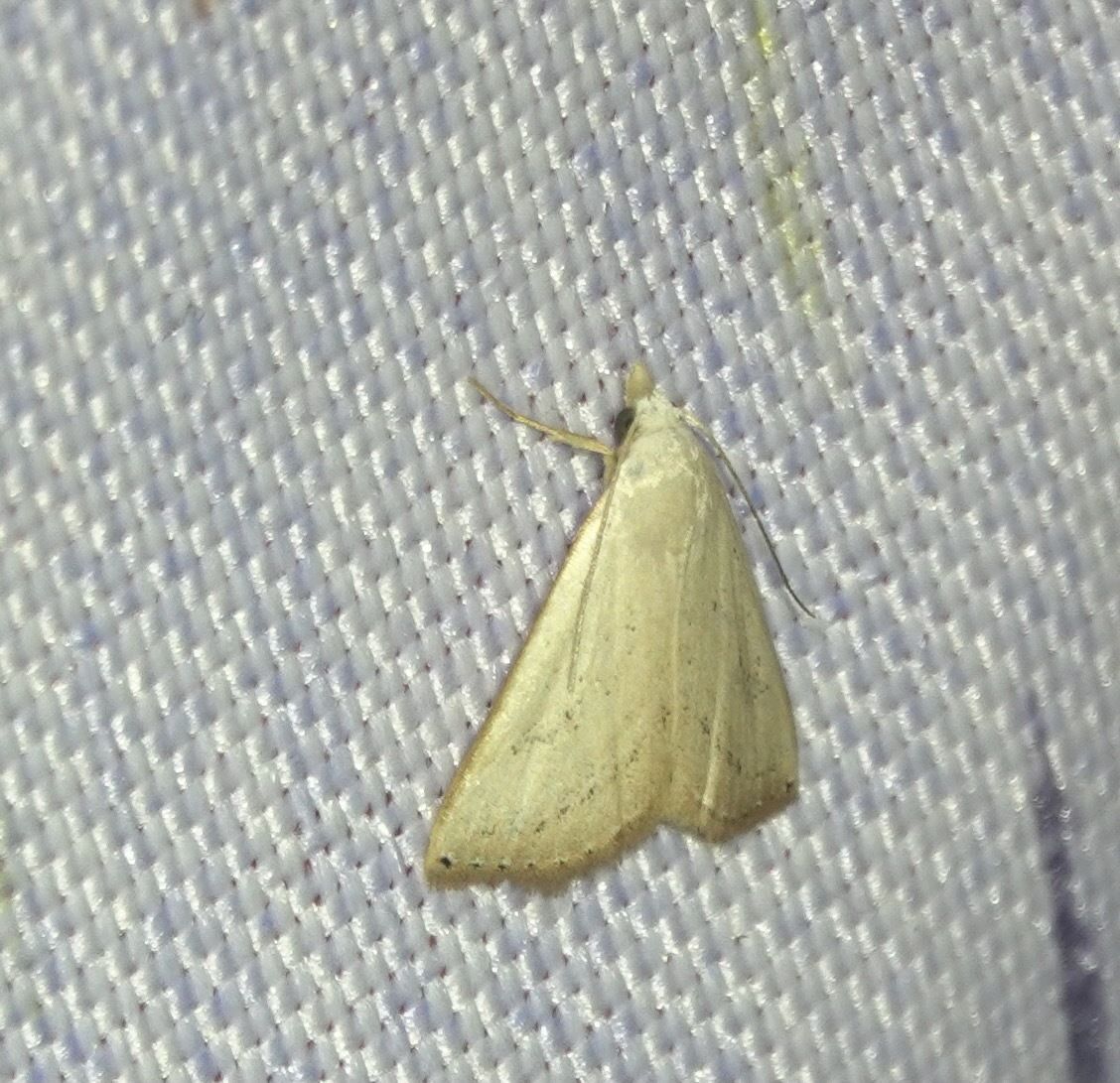 Rivula atimeta