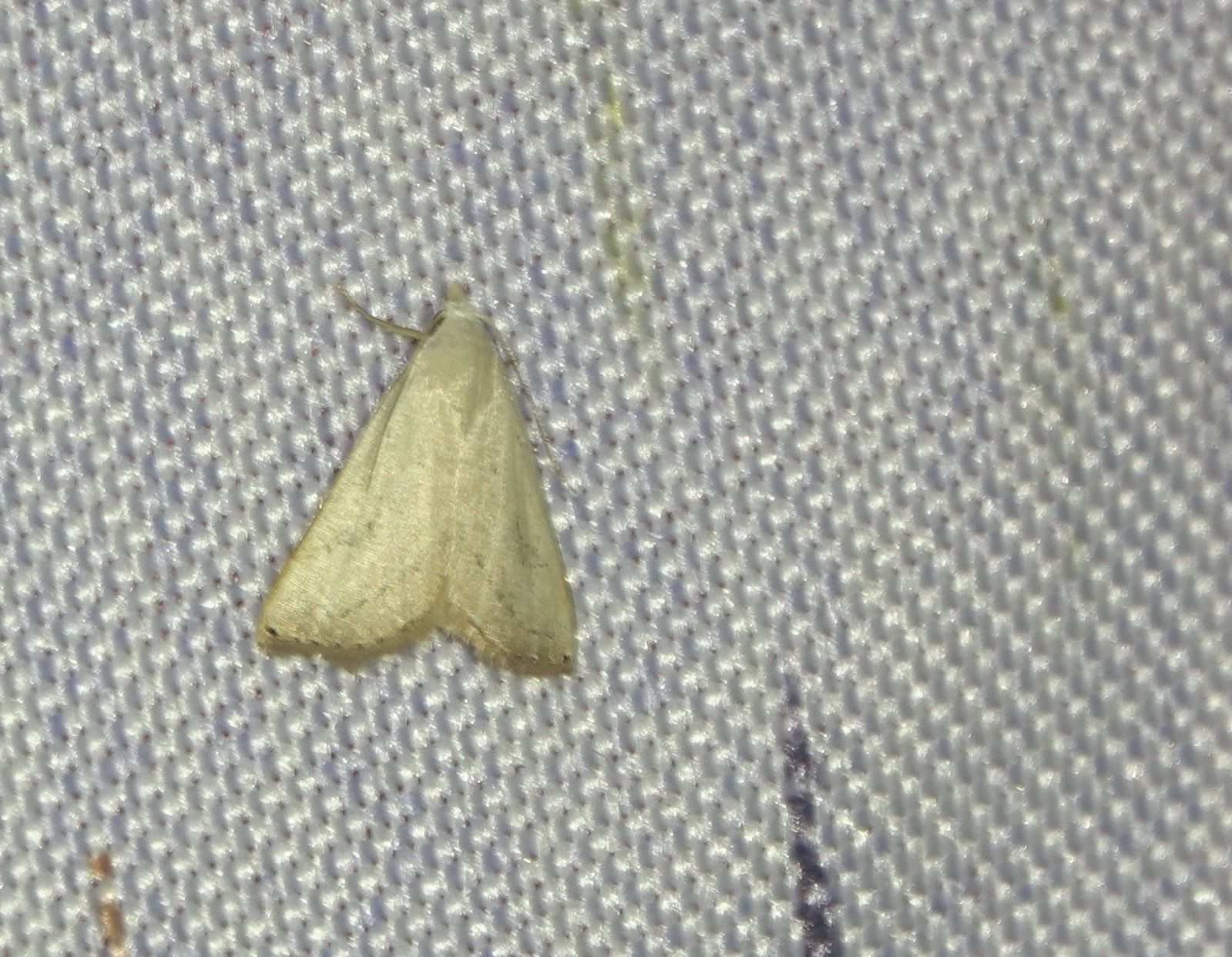 Rivula atimeta