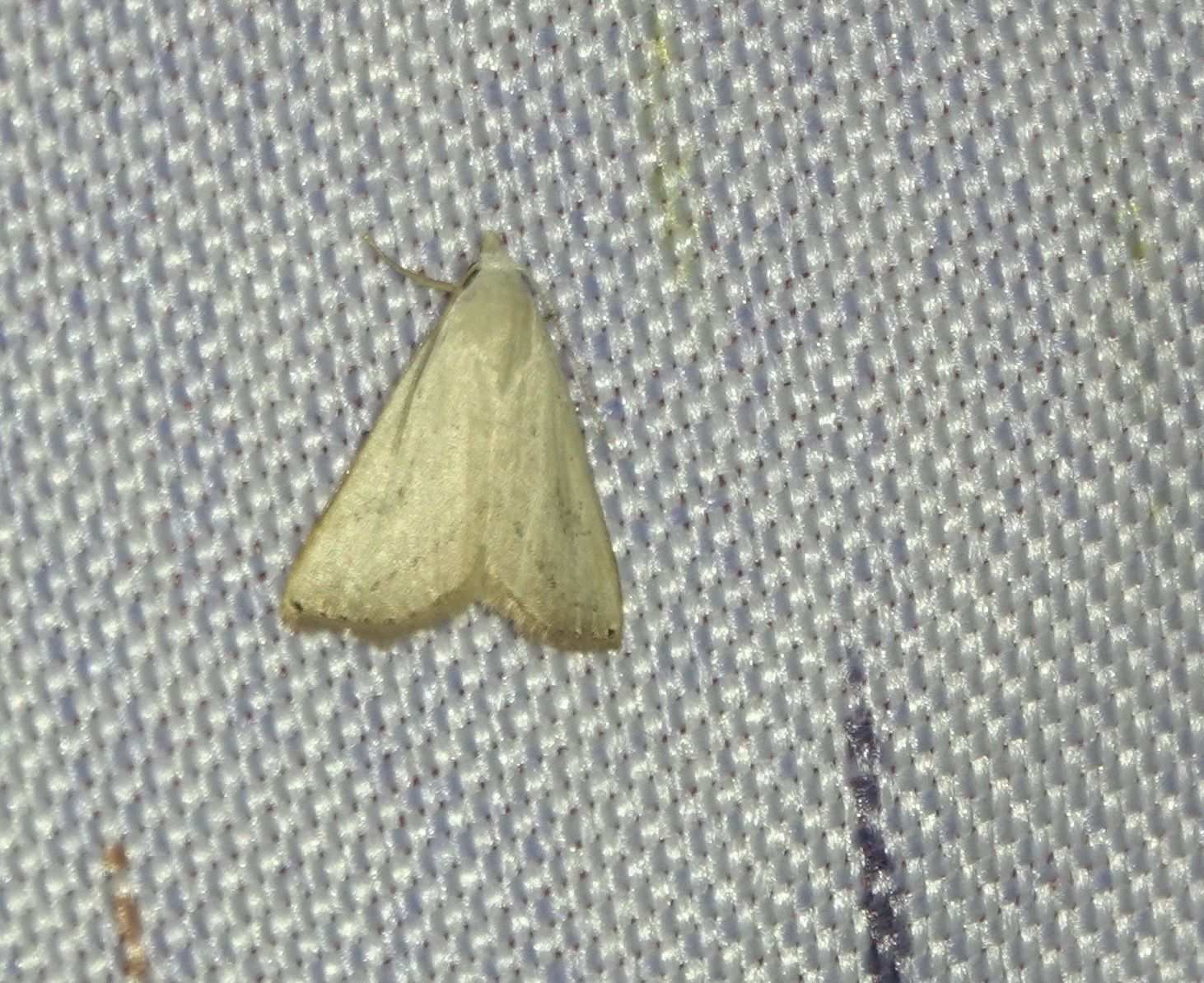 Rivula atimeta
