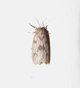 Euthyone