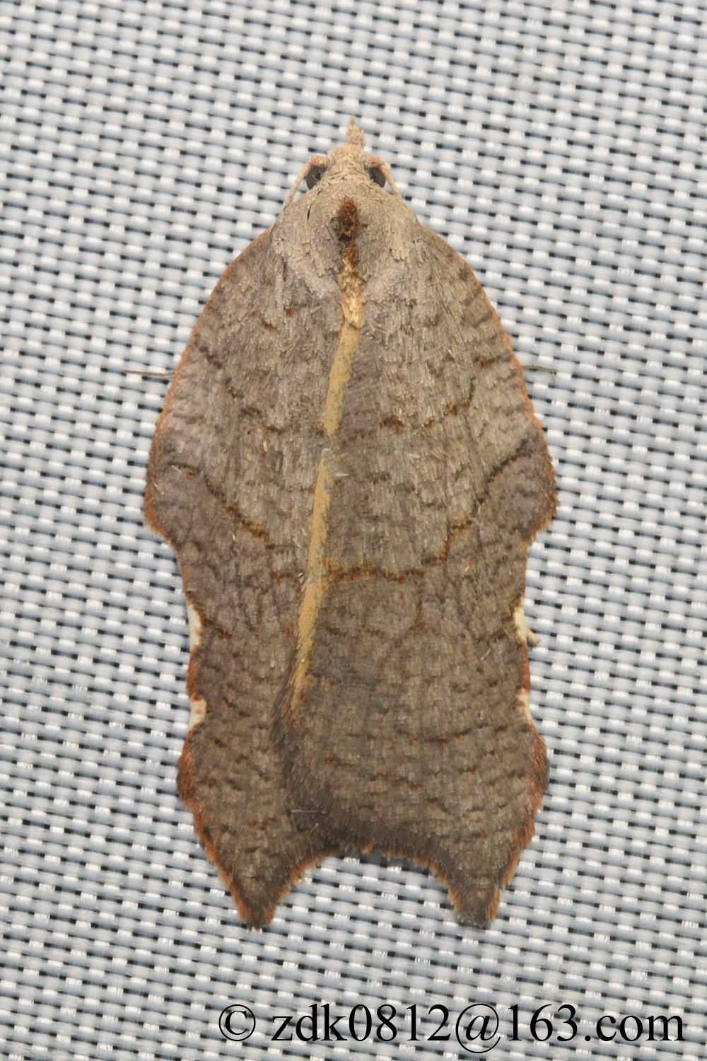 Acleris issikii