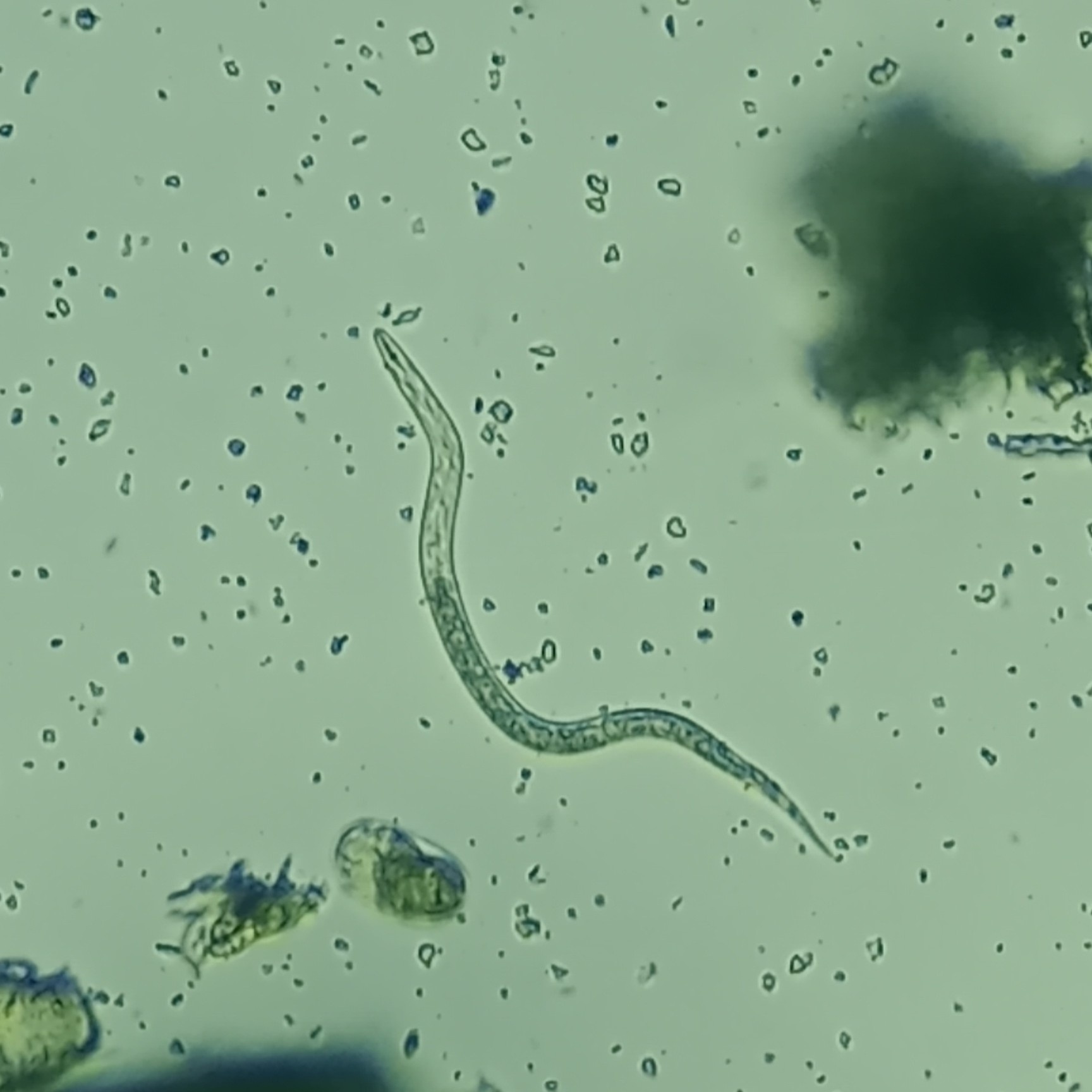 Tylenchulus semipenetrans