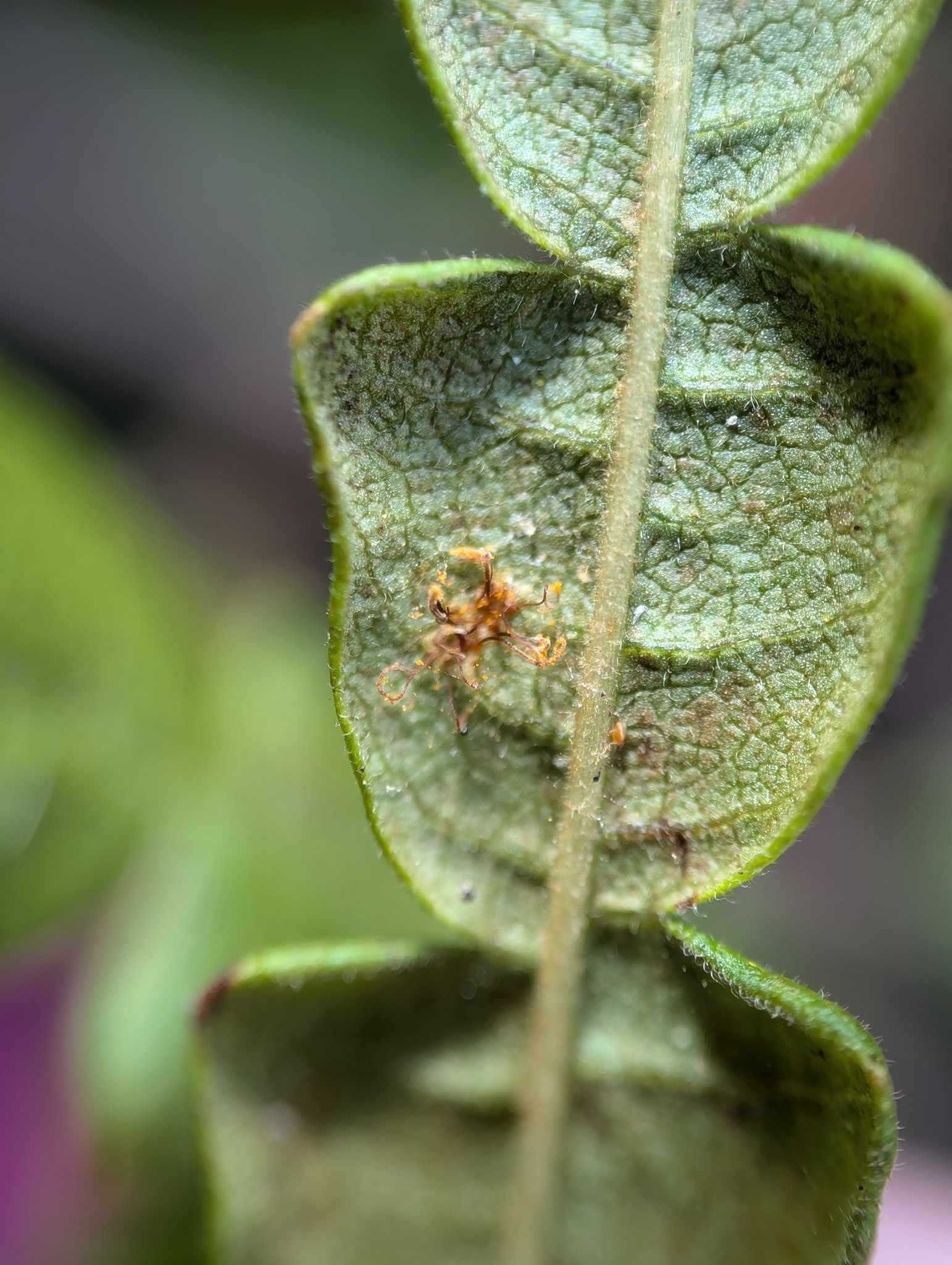 Cronartium comptoniae