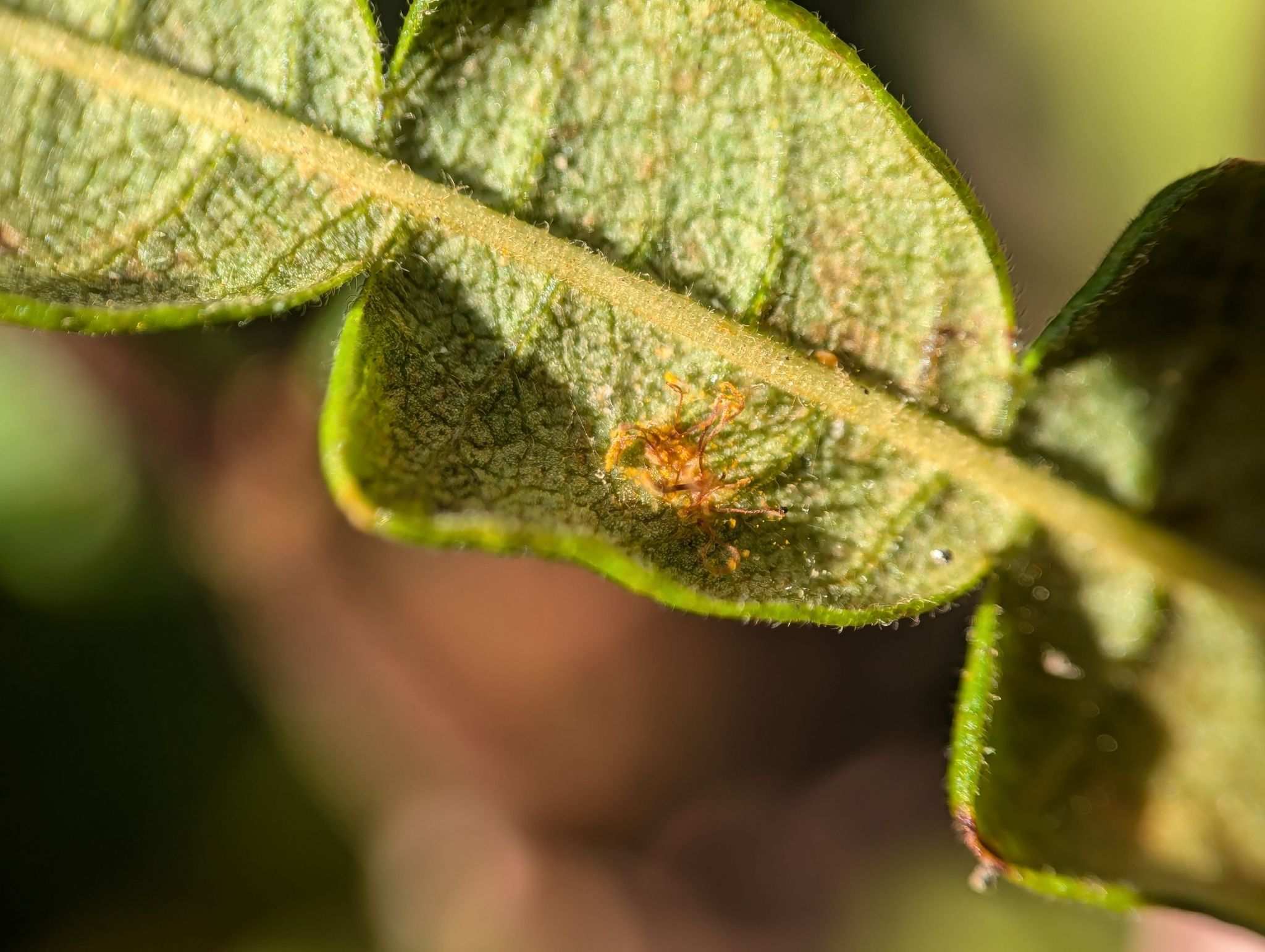 Cronartium comptoniae