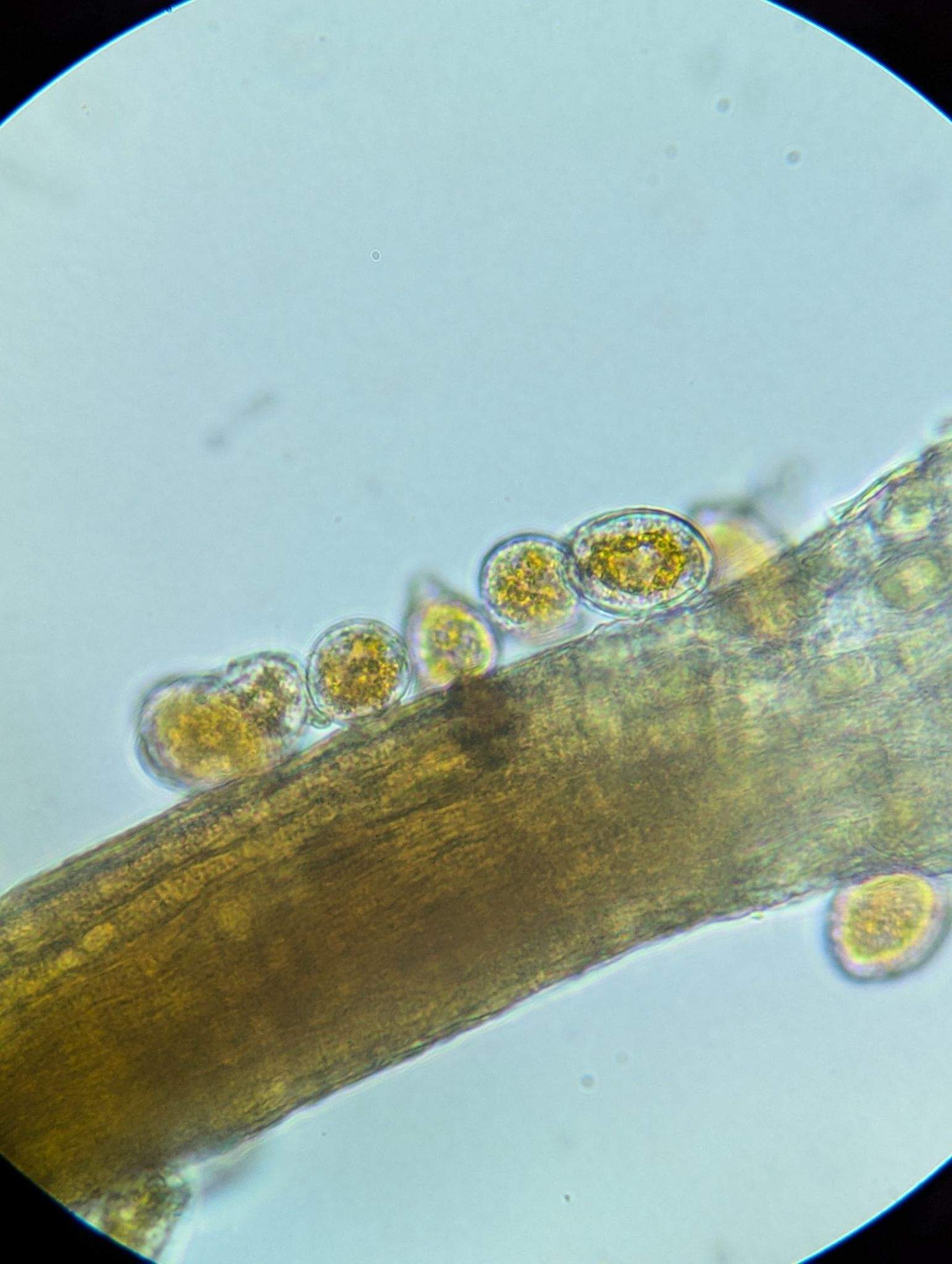 Cronartium comptoniae