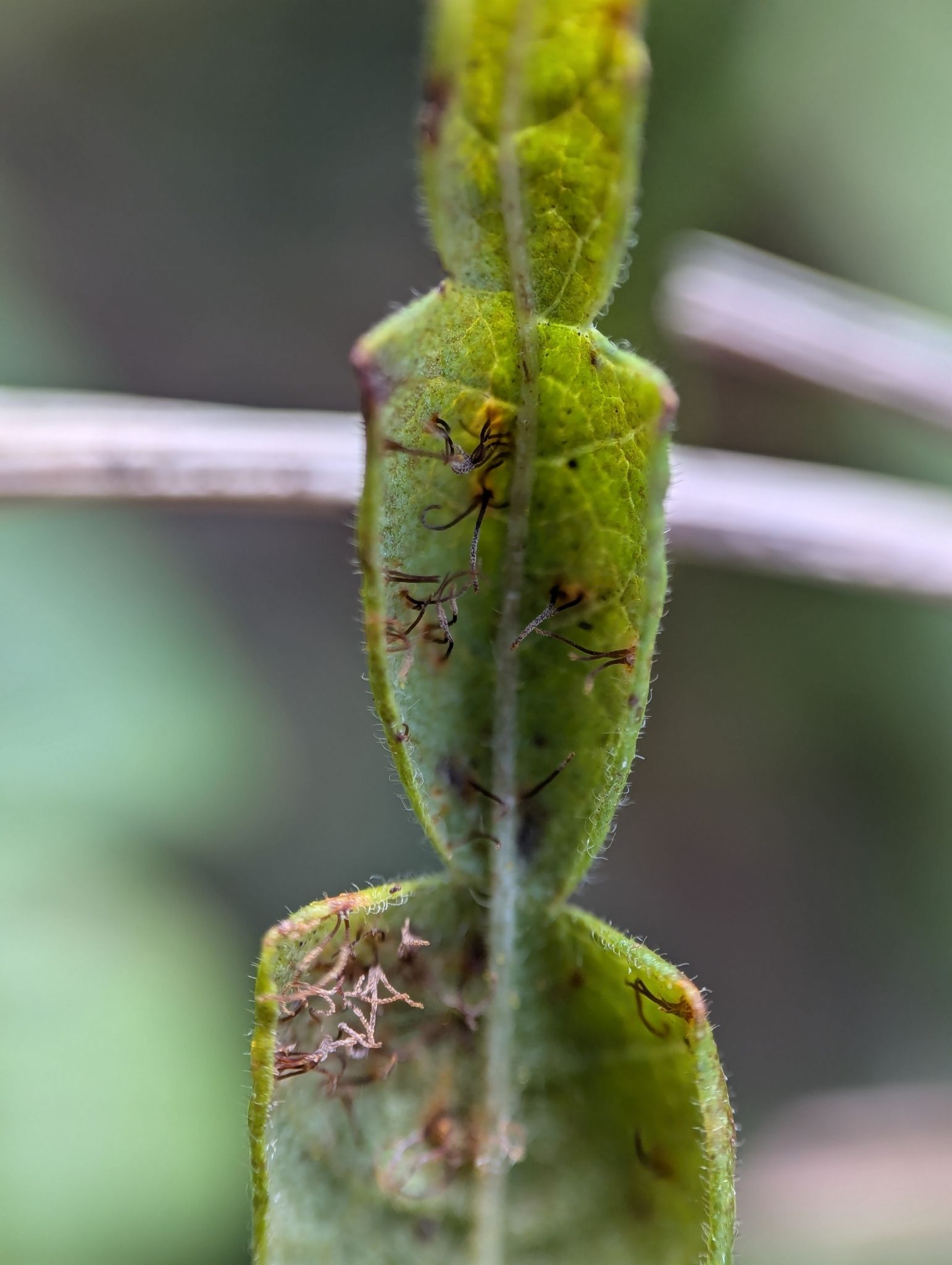 Cronartium comptoniae