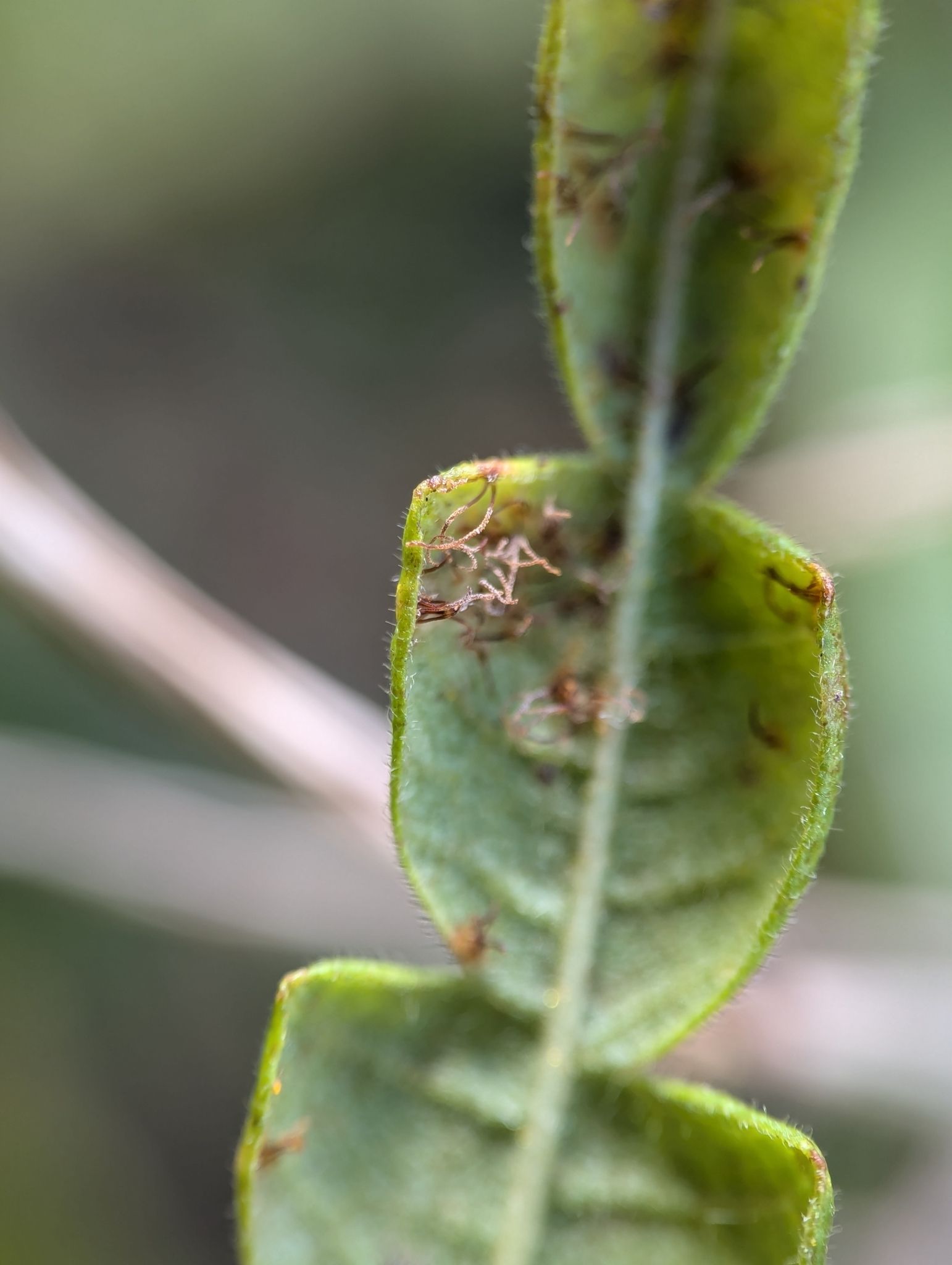 Cronartium comptoniae