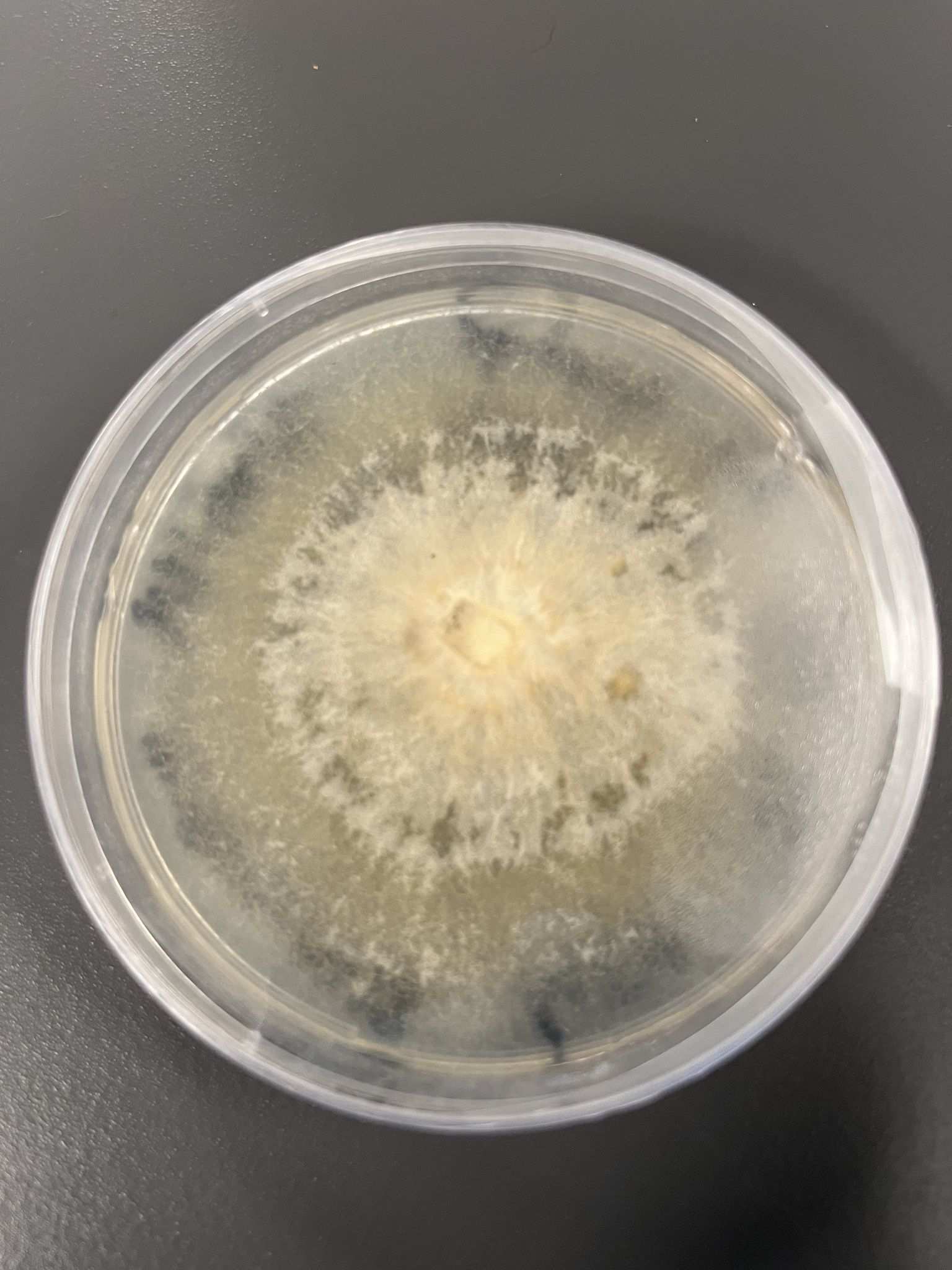 Fusarium incarnatum