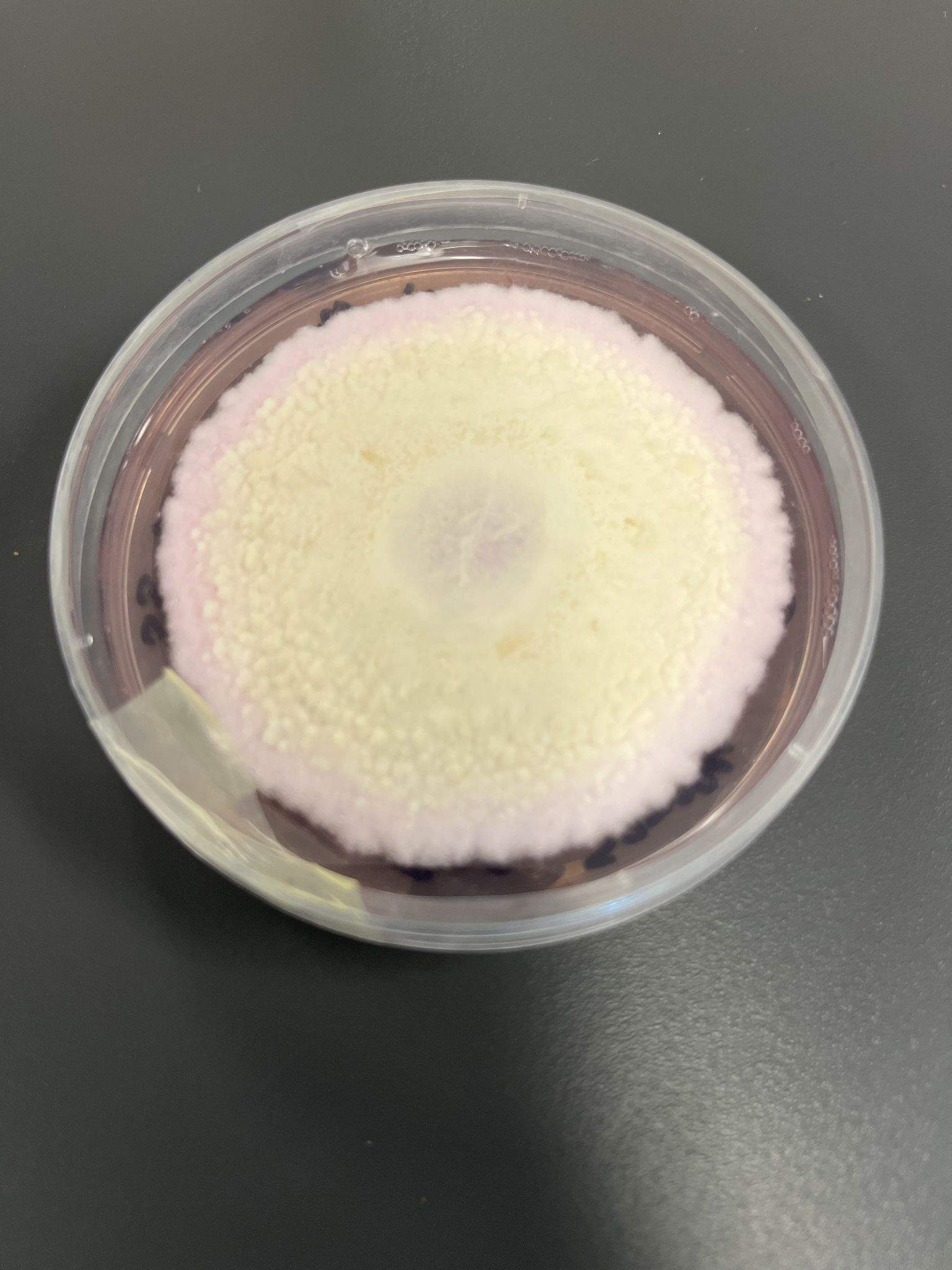 Fusarium incarnatum