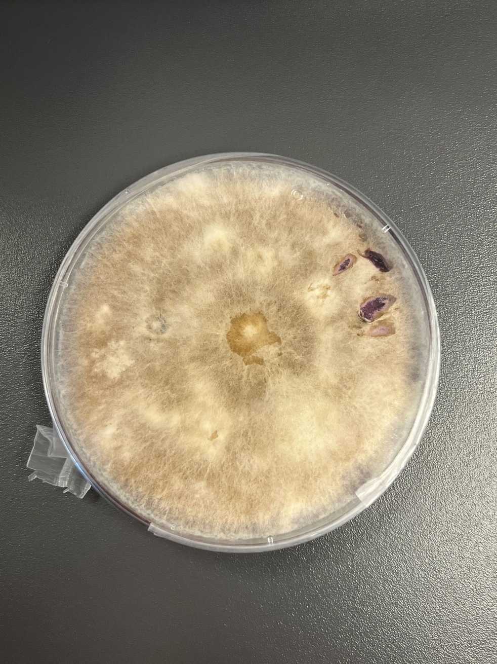 Fusarium incarnatum