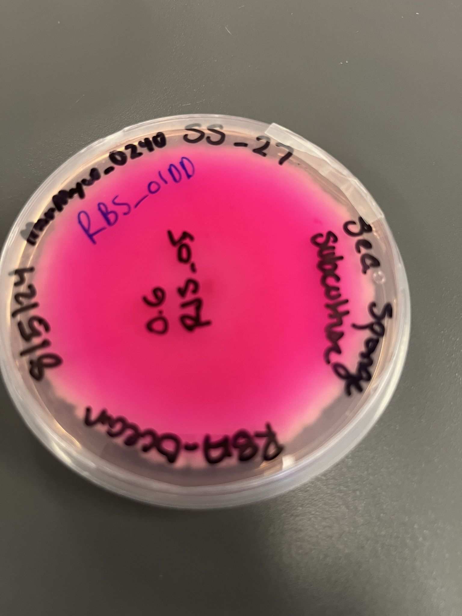 Fusarium incarnatum