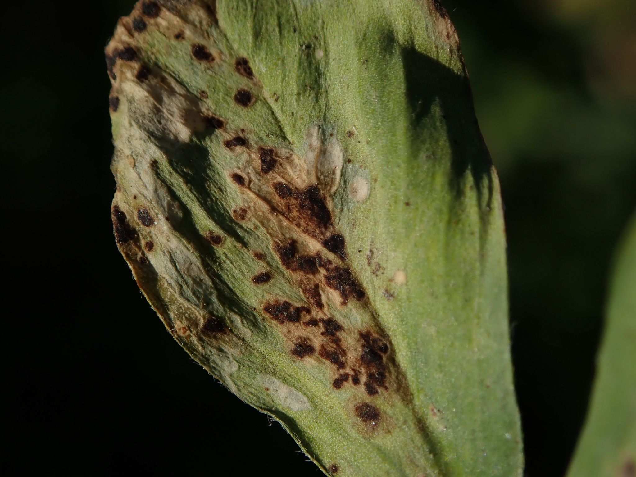 Ascochyta medicaginicola