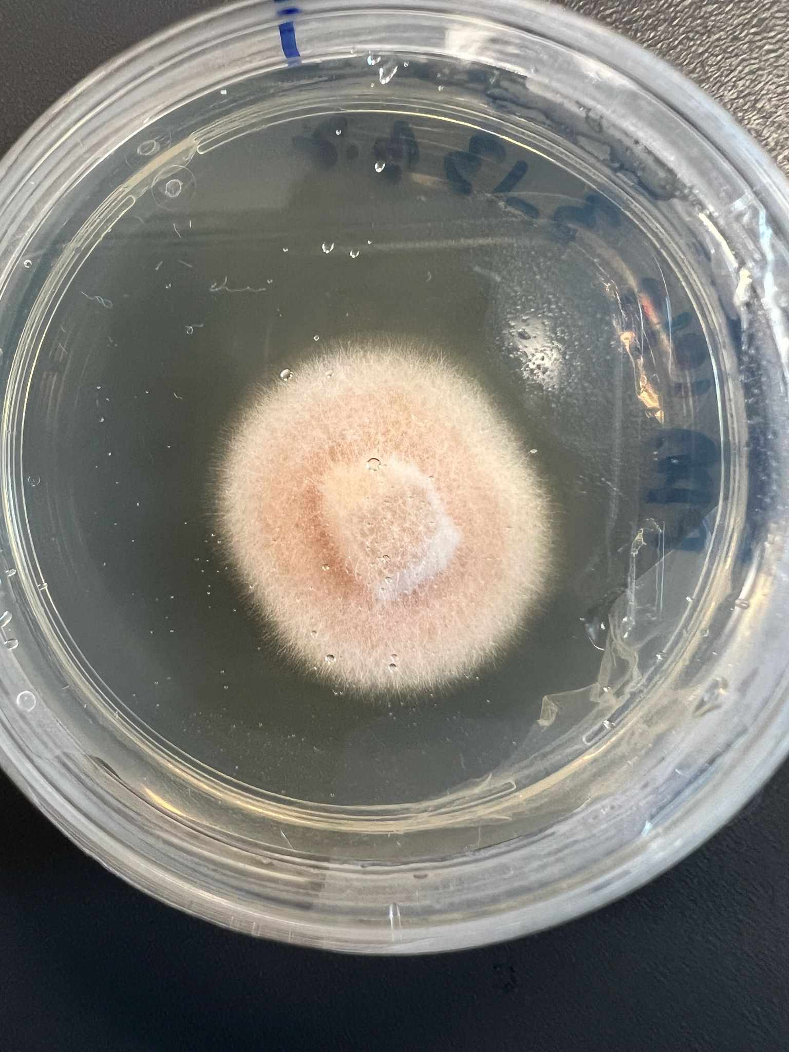 Ascochyta medicaginicola