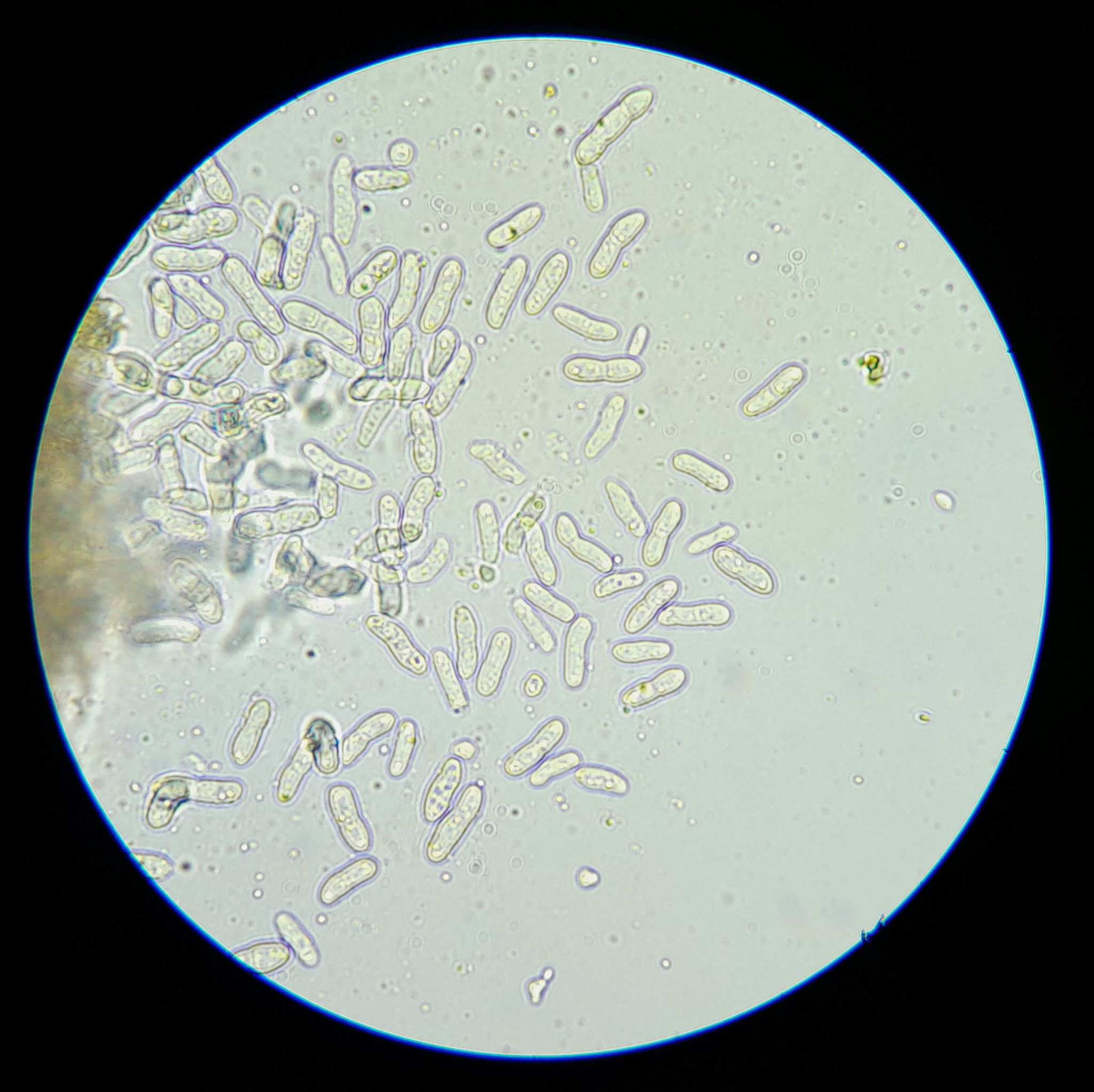 Ascochyta medicaginicola