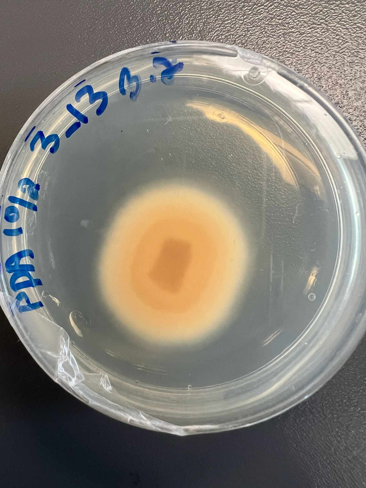 Ascochyta medicaginicola