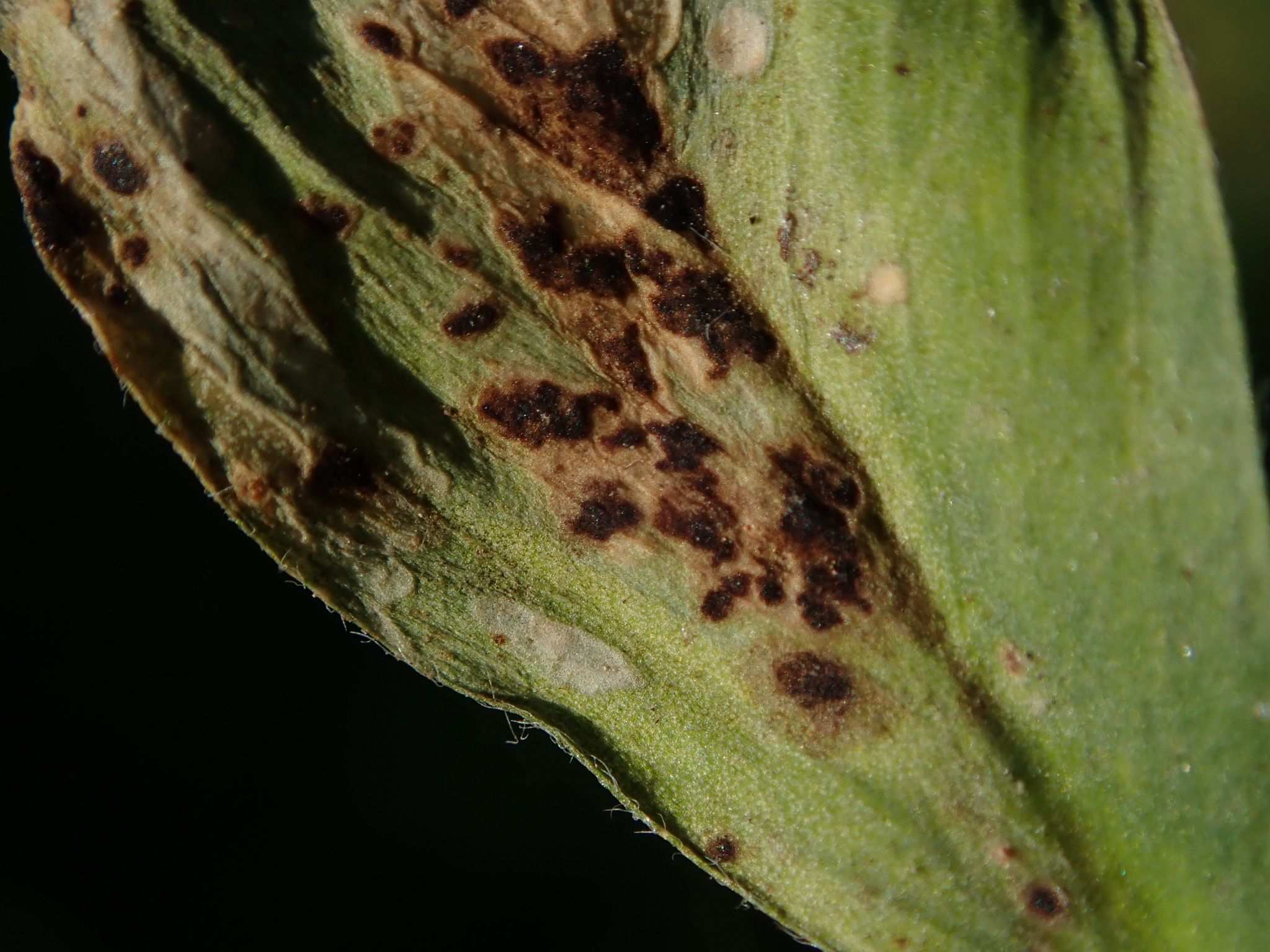 Ascochyta medicaginicola