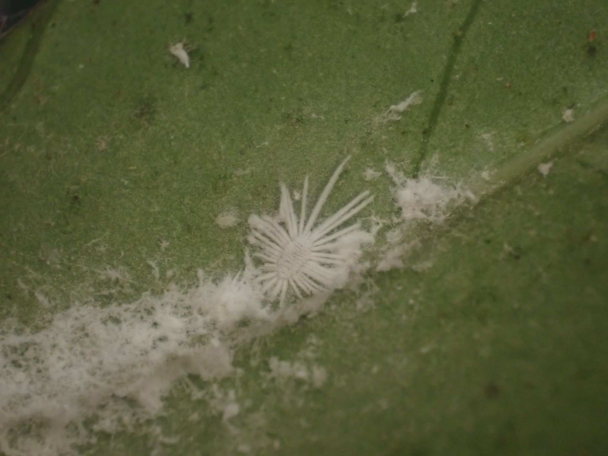 Rastrococcus spinosus