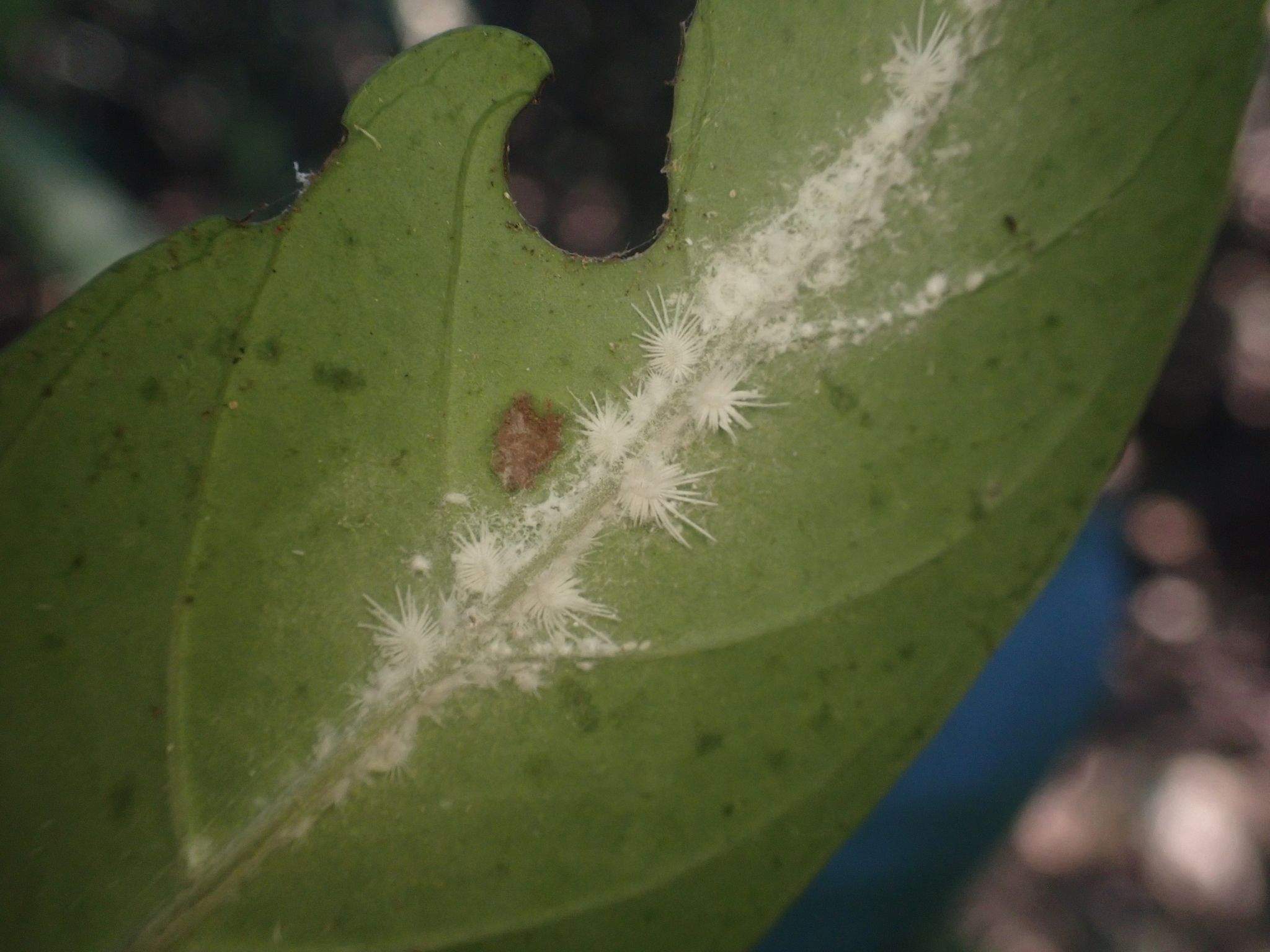 Rastrococcus spinosus