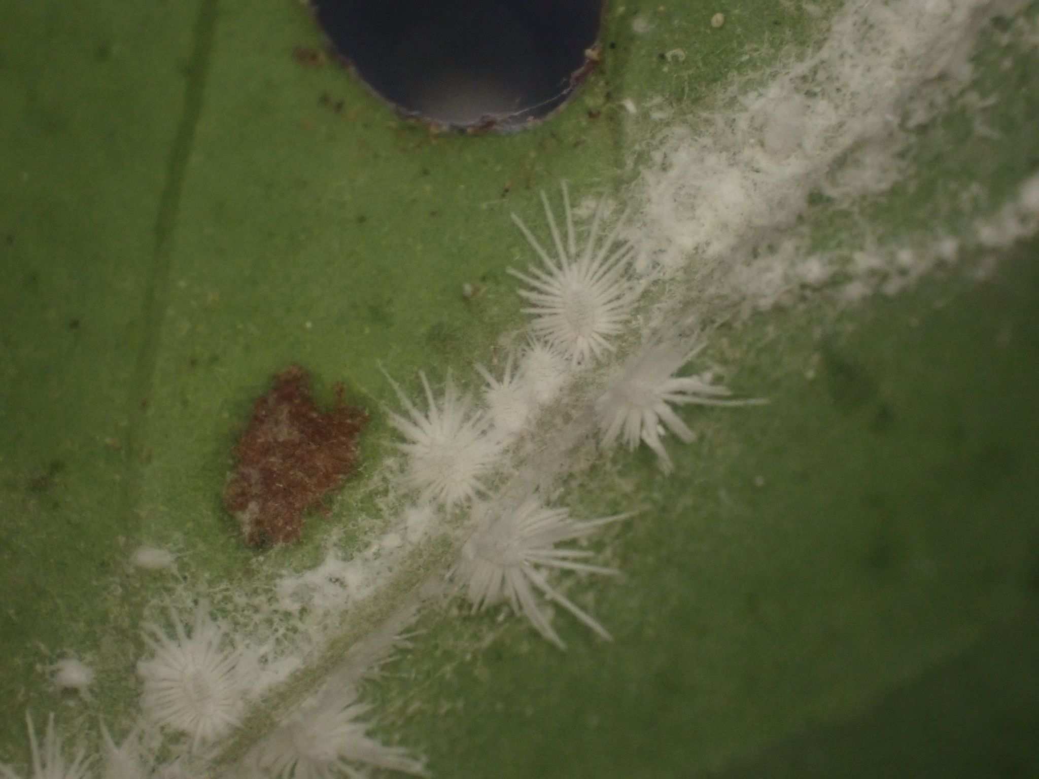 Rastrococcus spinosus