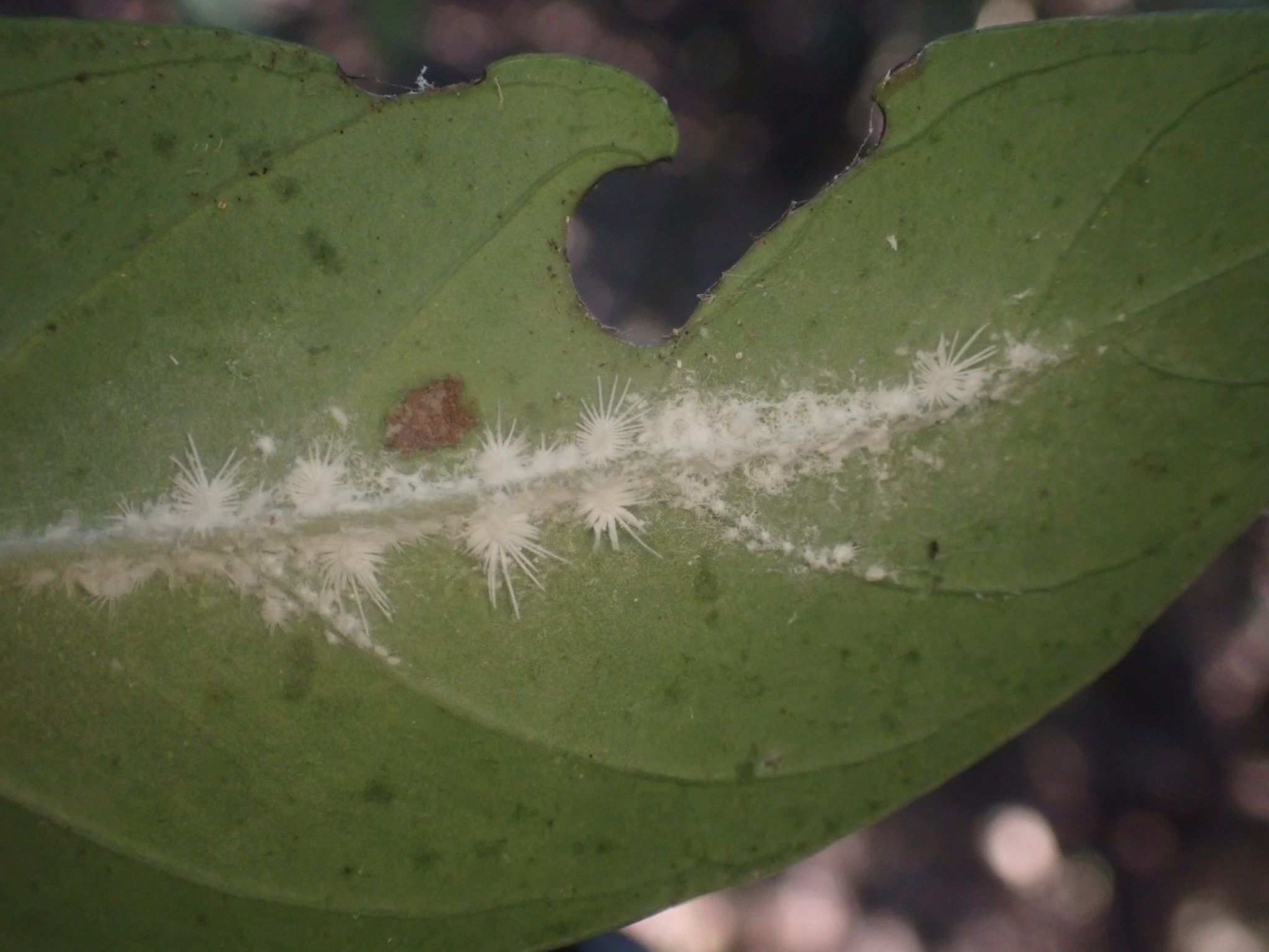 Rastrococcus spinosus