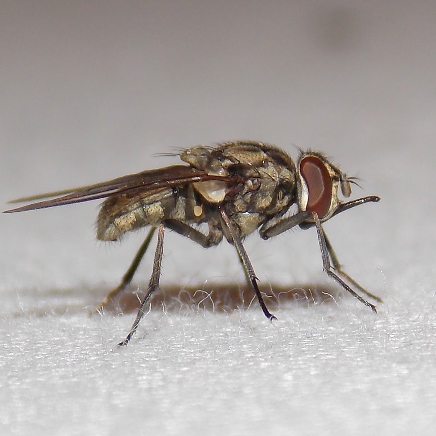 Stomoxys