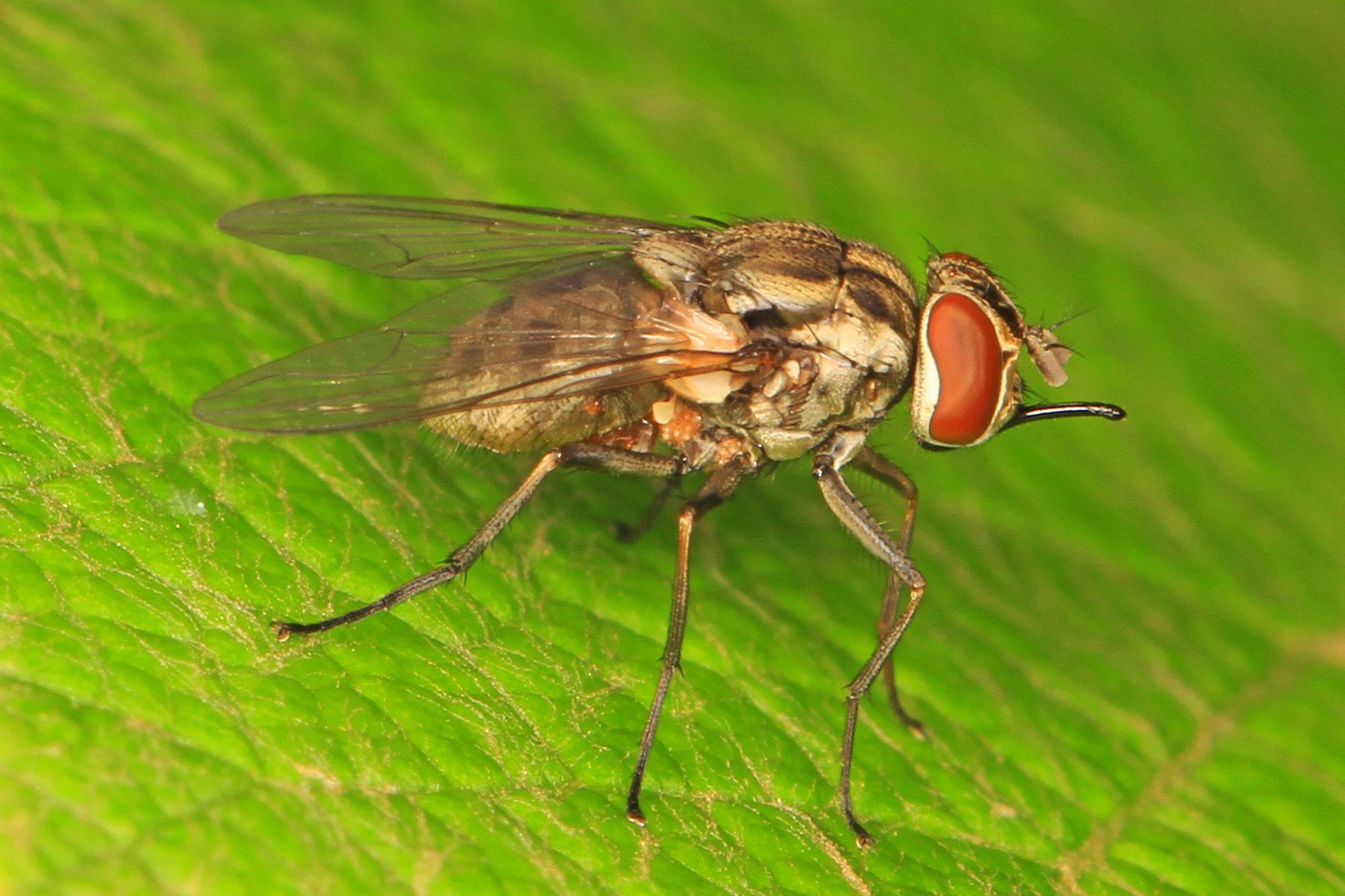 Stomoxys