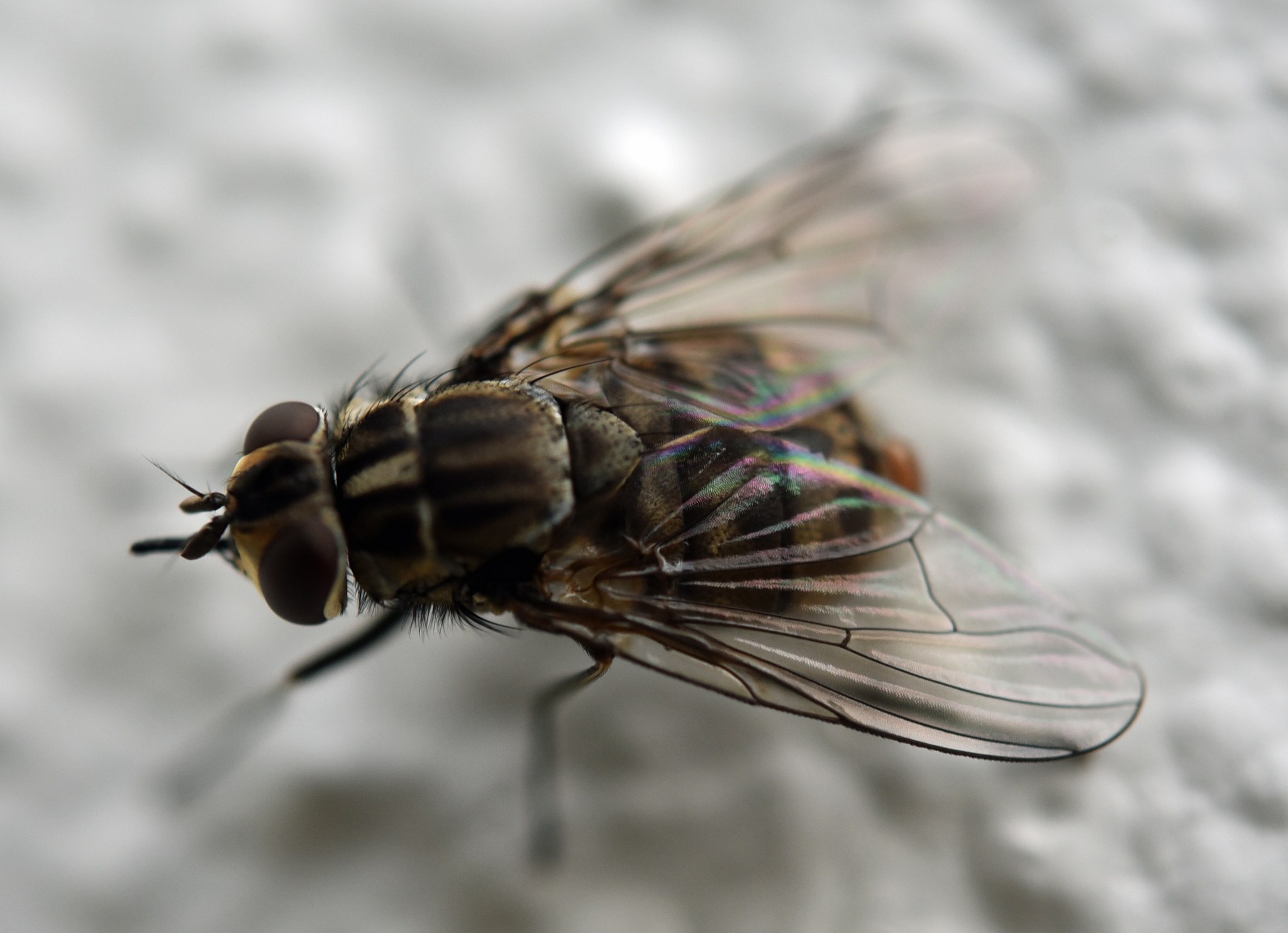 Stomoxys