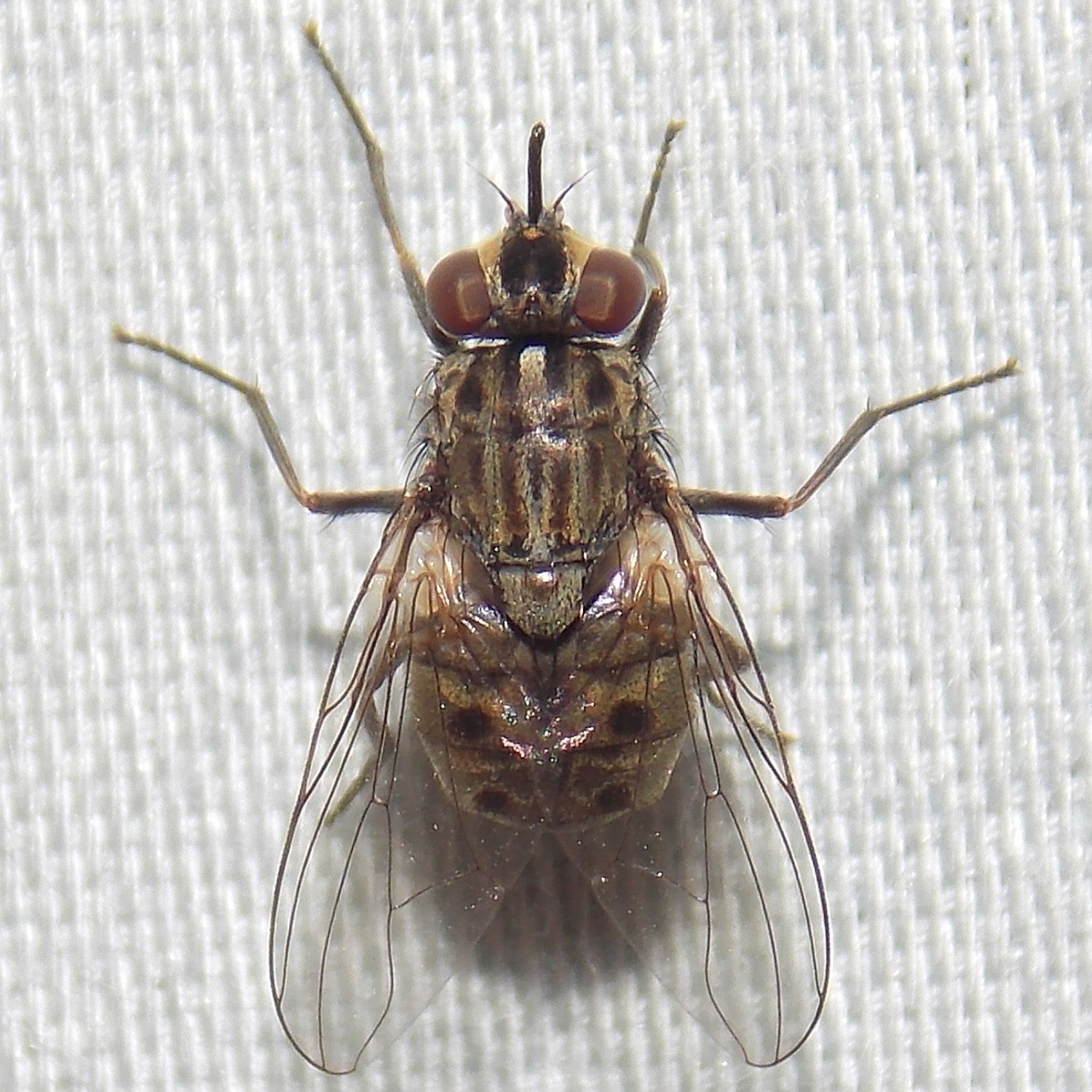Stomoxys