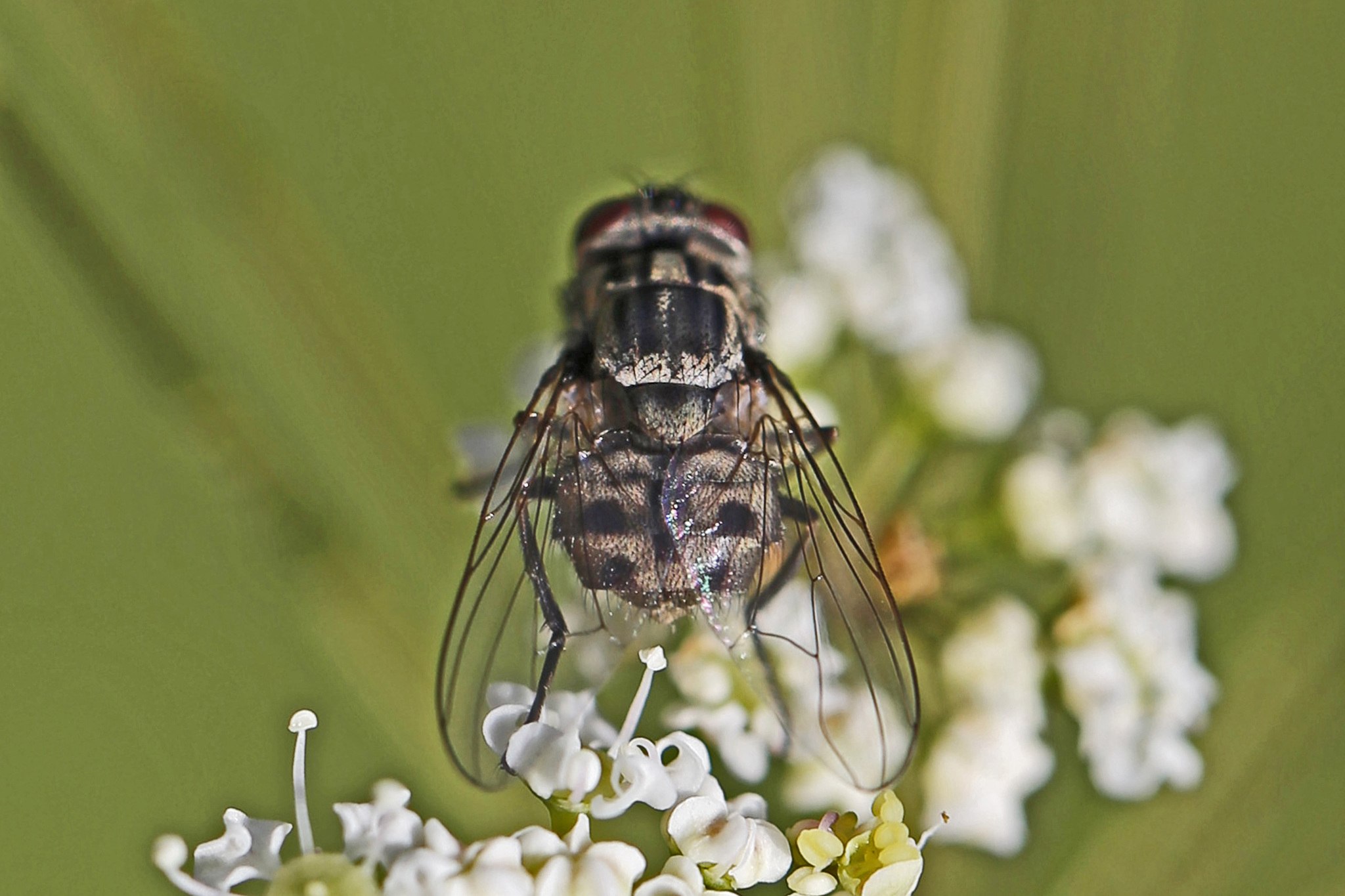 Stomoxys