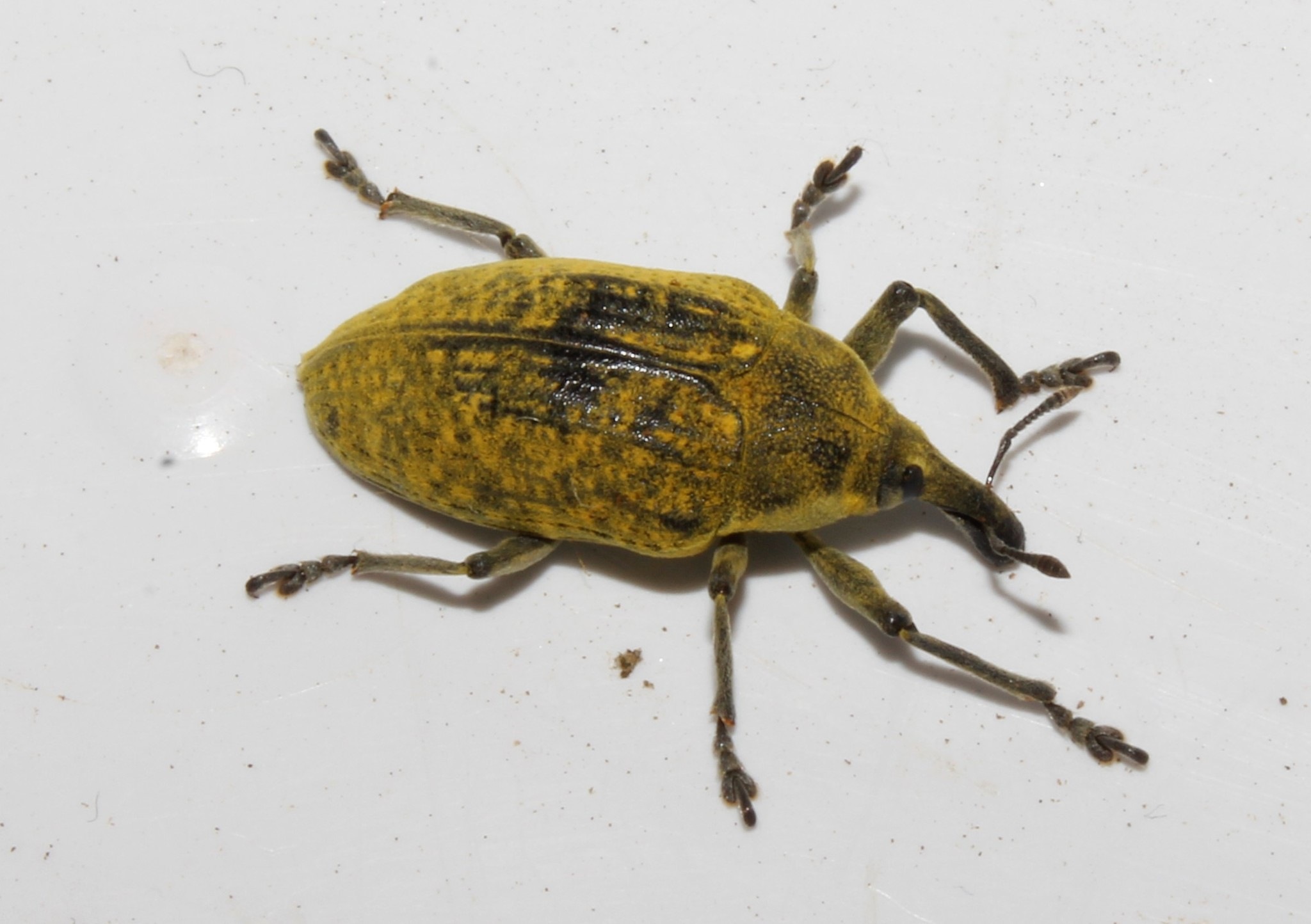 Larinus latus