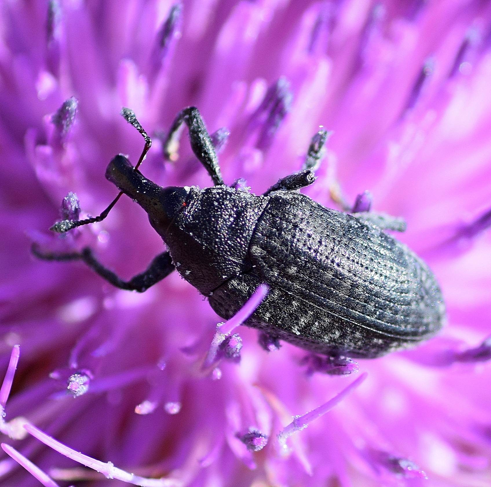 Larinus latus