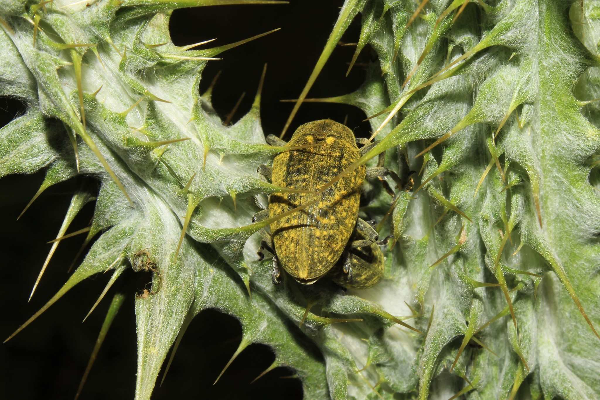 Larinus latus