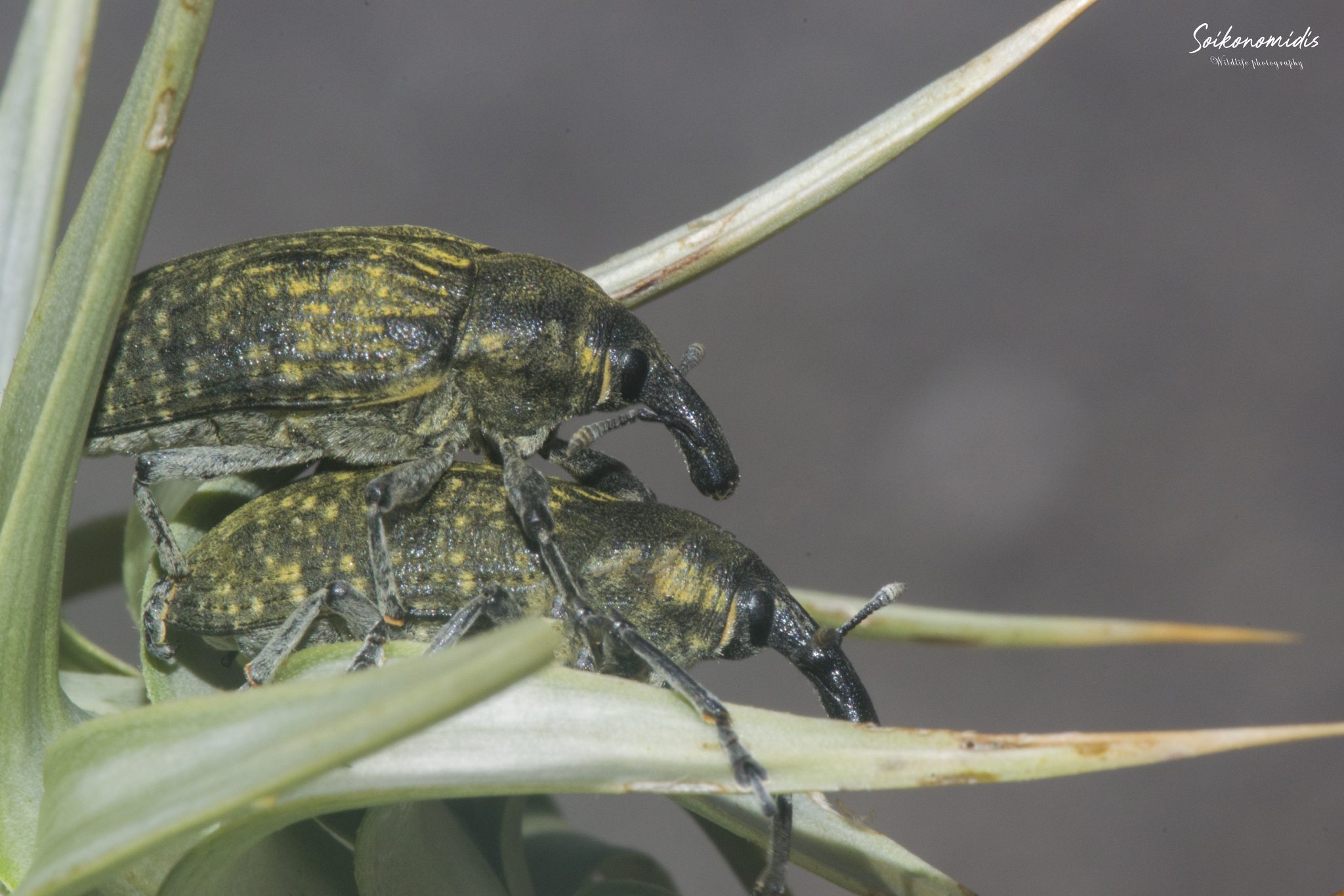 Larinus latus