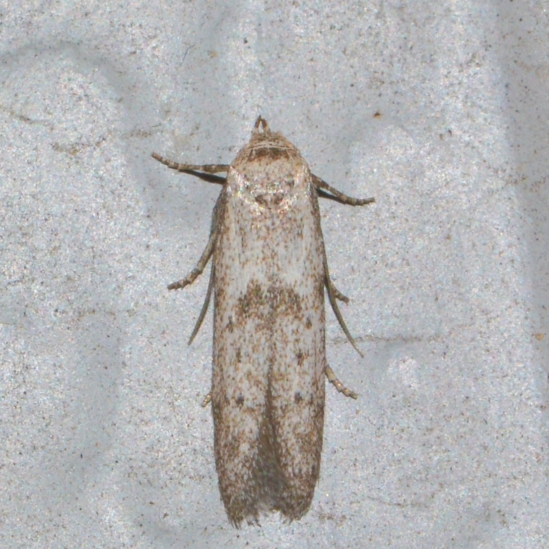 Hypatopa